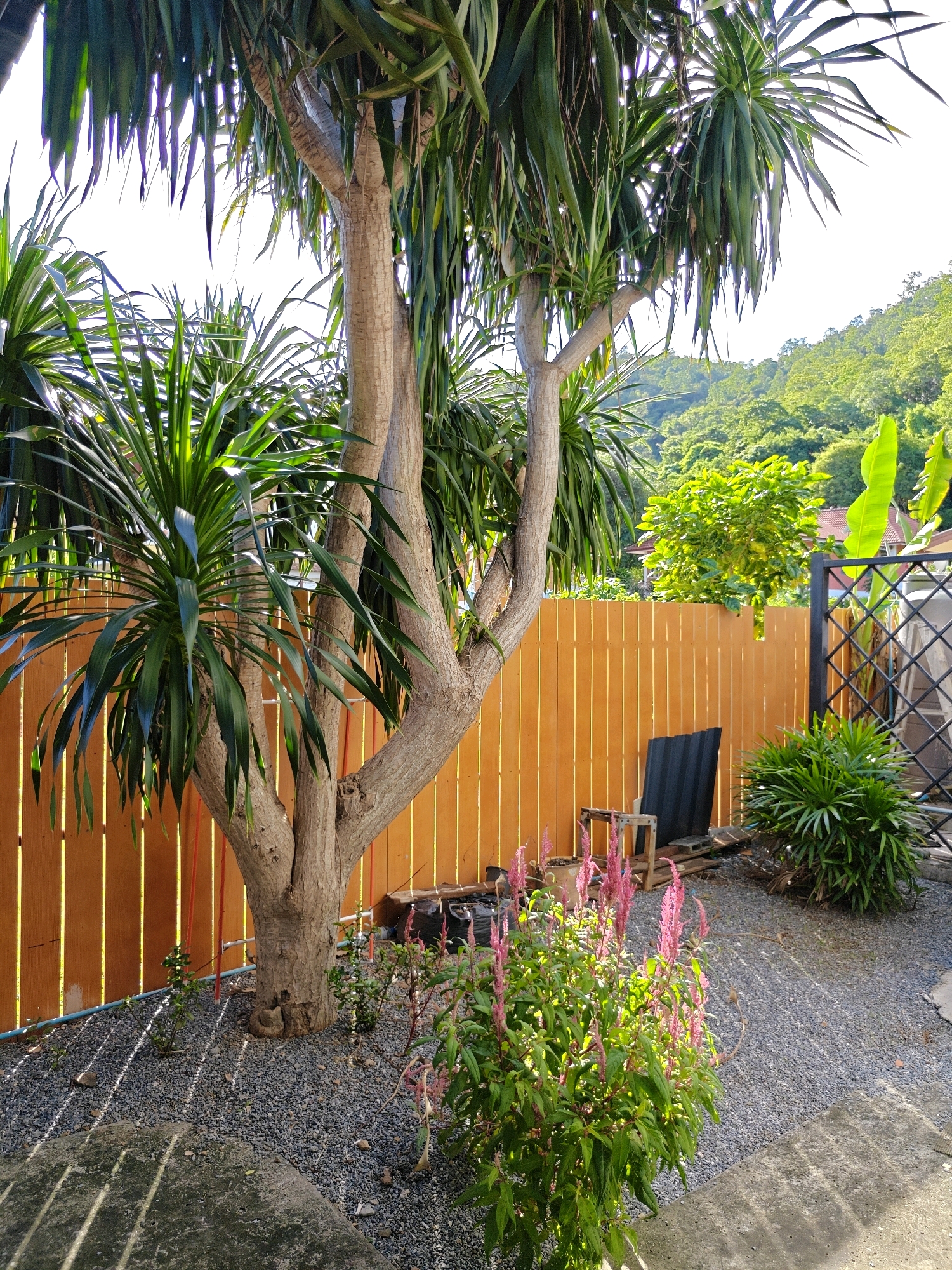A medium shot captures a backyard area in Khao Yai, Thailand, bathed in bright sunlight that casts sharp shadows from overhead foliage onto the ground. The foreground features a concrete slab on the left, transitioning to a gravel pathway that covers most of the ground. Dominating the left and center of the frame is a large, mature tree with a thick, gnarled trunk and multiple branches supporting a dense canopy of long, sword-like green leaves. To the right of the tree, a bright orange wooden fence runs horizontally across the middle ground, separating the yard from what appears to be a more densely vegetated hillside beyond. Behind the fence, the lush green foliage of trees and vegetation climbs a gentle slope, with hints of banana leaves visible.
In front of the fence, near the center of the image, a cluster of flowering plants with tall, feathery pink blossoms adds a splash of color. To the right of these flowers, a small, dark object, possibly a piece of corrugated material, leans against the fence. Further right, a simple wooden stool with metal legs is placed near the fence, and next to it, a black garbage bag and some wooden planks are visible. A rounded, dark green shrub is positioned in the far right corner, with a section of black metal fencing with a diamond pattern peeking out behind it.
The overall impression is one of a somewhat unkempt but vibrant outdoor space, likely a residential backyard, situated in a tropical or subtropical environment. The presence of the wooden fence and the natural hillside suggest a location on the outskirts of a town or village, consistent with the geography of Khao Yai, known for its national park and surrounding natural beauty. No people are present in the image.