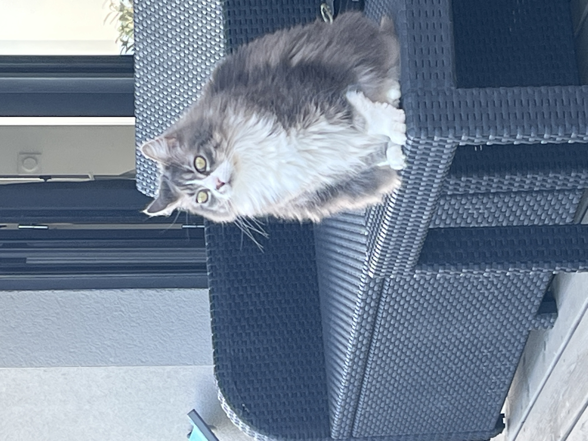 A gray and white cat is perched on top of a dark wicker chair. The scene is located in Chambœuf, France. The cat is looking directly at the camera, and it has bright yellow eyes. The chair is stacked on top of other chairs, and it is made of a woven material. The background is blurry and out of focus. A window is visible in the upper left of the frame.