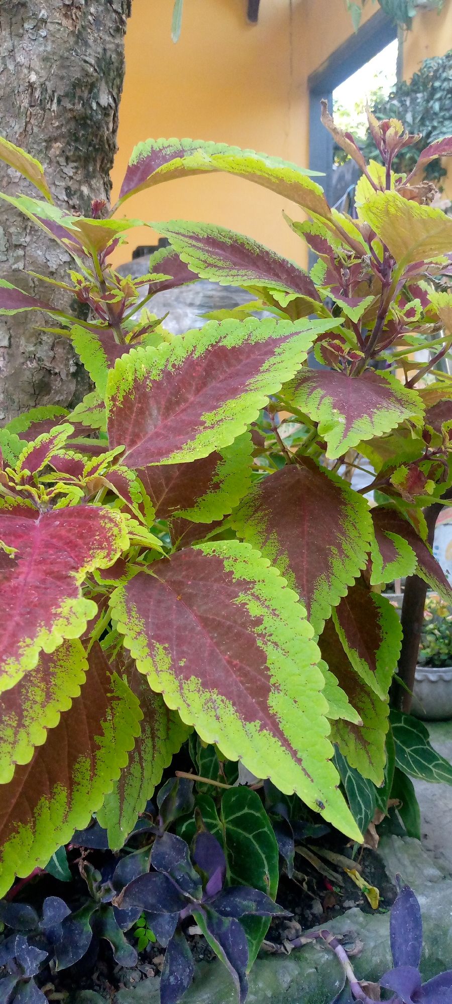 A close-up shot focuses on the vibrant leaves of a coleus plant, its foliage displaying a striking pattern of deep maroon and bright lime green. The leaves, with their serrated edges, are clustered together and dominate the foreground. To the left, a portion of a tree trunk with rough, textured bark is visible, adding a natural element to the scene. In the background, a yellow wall forms a contrasting backdrop, with hints of greenery and foliage suggesting an outdoor environment, possibly a garden or patio. The lighting appears to be natural daylight, highlighting the rich colors and textures of the plant life. A small black insect is perched on one of the green-edged leaves.