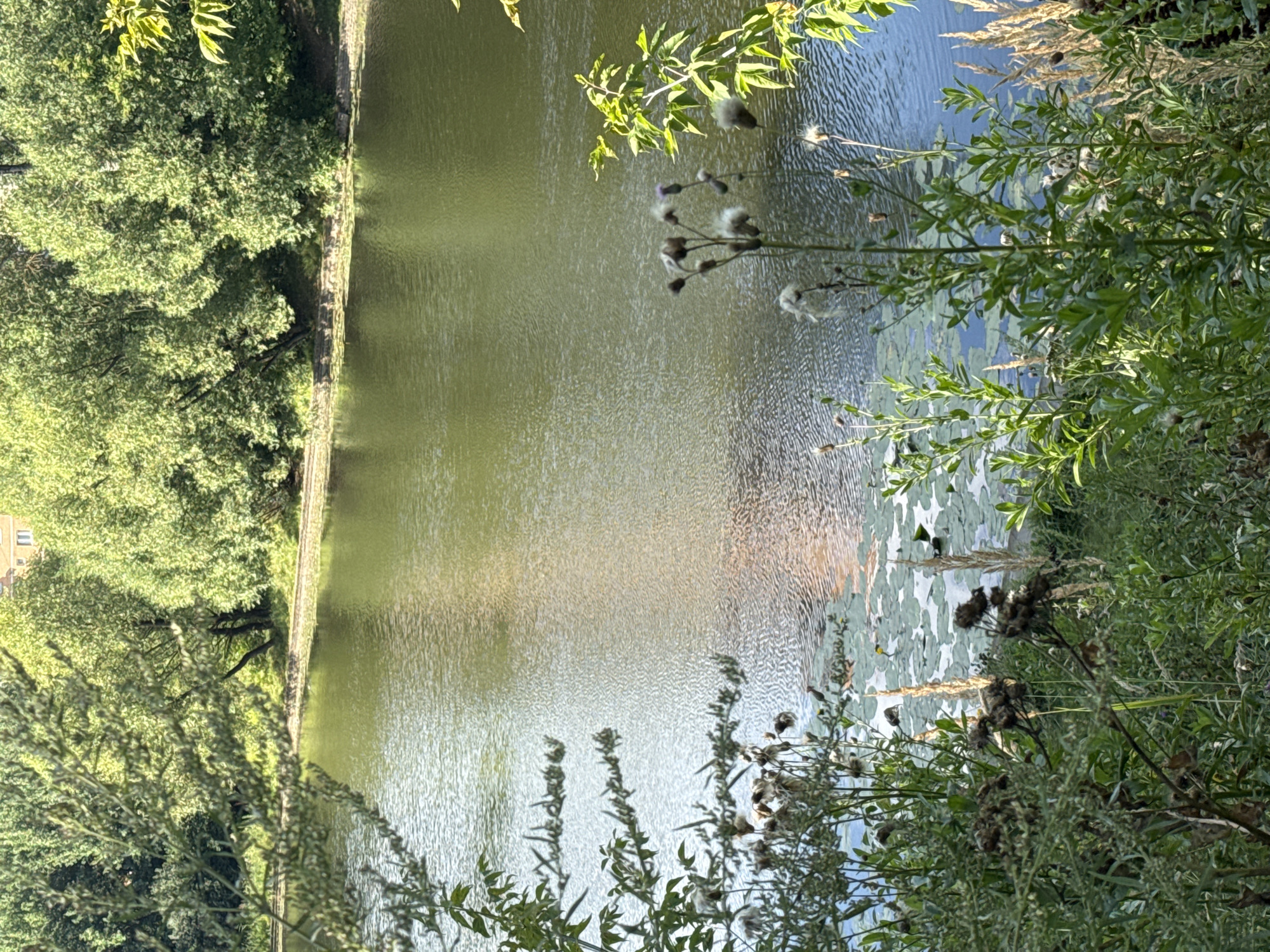 This is an outdoor, eye-level, medium shot of a natural scene. The foreground is dominated by dense green foliage and dried seed heads of plants, including some thistles with fluffy tops. The plants are a mix of green and brown, suggesting late summer or early autumn. In the mid-ground, a calm body of water, likely a pond or lake, is visible. The water's surface reflects the light and the surrounding trees, creating a shimmering effect with shades of green and gold. Lily pads are scattered across the water's surface in the foreground and mid-ground. In the background, a line of lush green trees creates a dense canopy along the edge of the water. The trees appear healthy and are in full leaf. Above the trees in the far background, a sliver of a building with a light-colored facade and a pitched roof is visible, suggesting a developed area nearby. The overall impression is one of a tranquil, natural setting within or on the edge of an urban environment, potentially in a park or a less developed area of Khimki, Russia.