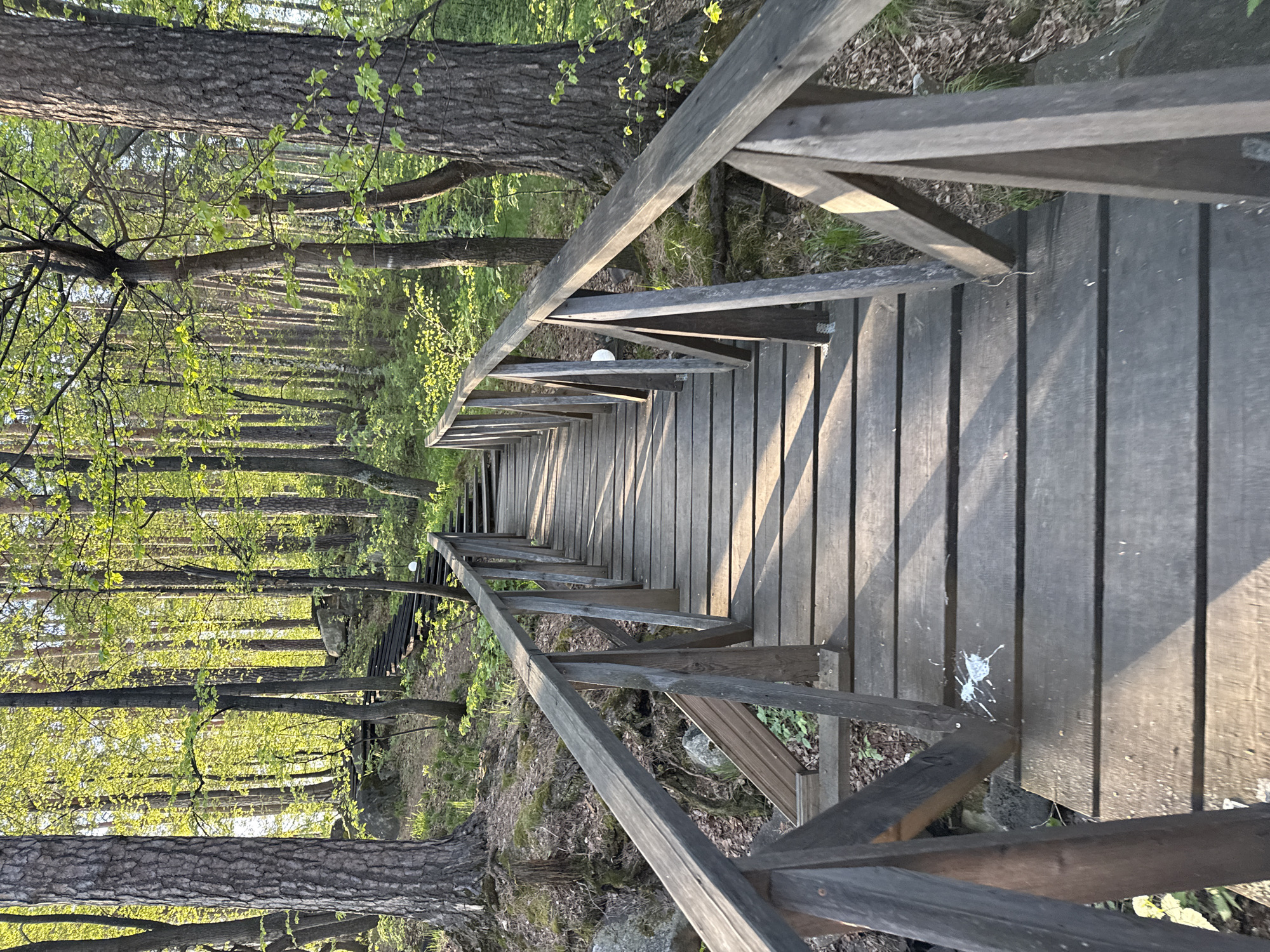 The image shows a wooden walkway with railings extending through a forest. The walkway appears to be slightly elevated above the surrounding ground. The trees are primarily thin, with some showing new spring leaves. The scene is illuminated by sunlight filtering through the trees, casting shadows on the walkway. The walkway itself is made of wooden planks and has a simple railing design. There are no people visible in the image. The location, Zolotoi Plyazh, Russia, is not visually evident but is provided as context. There is some white splattering on the boardwalk.