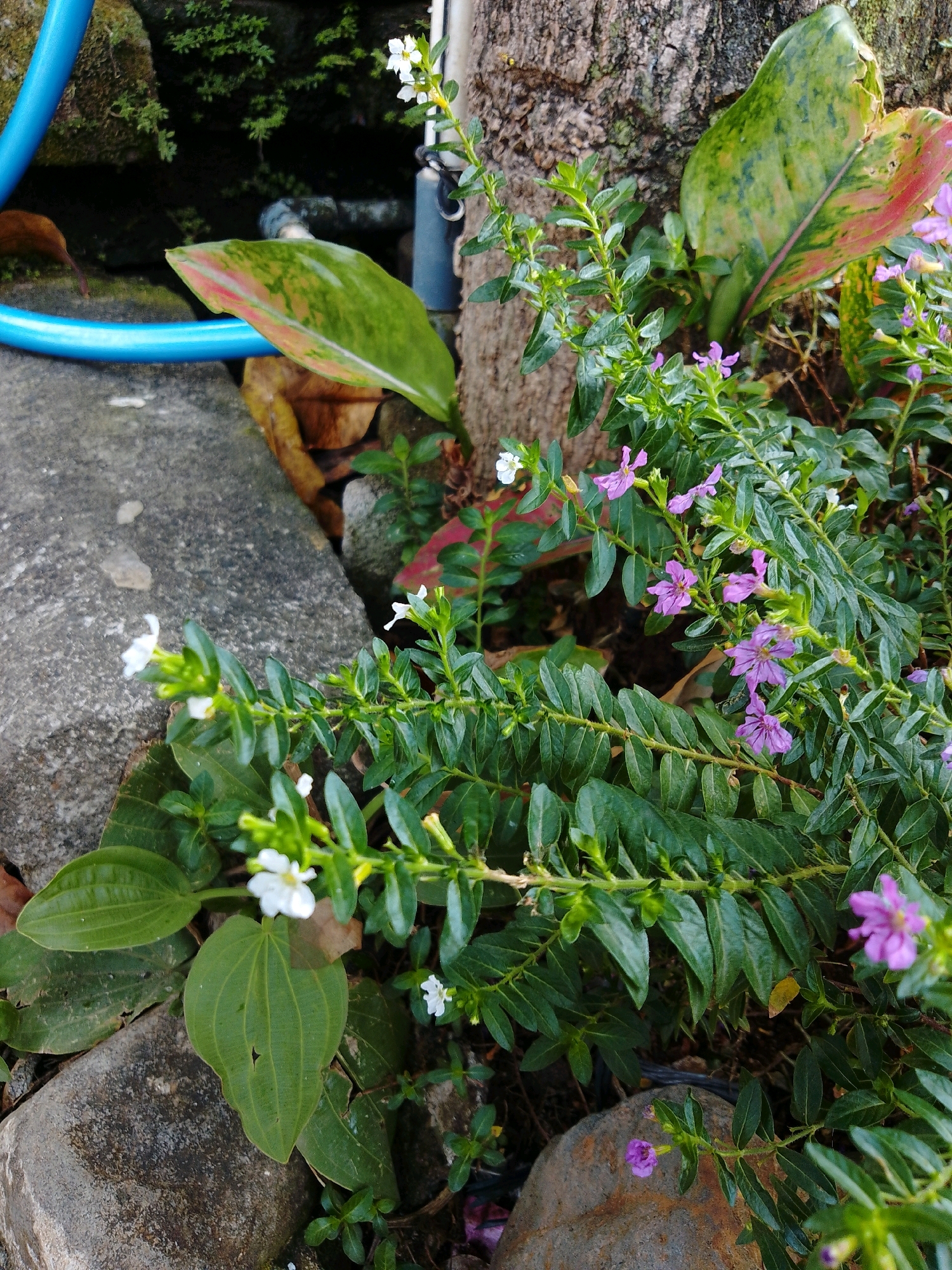 The image depicts a cluster of low-growing plants with small green leaves and delicate purple and white flowers, situated outdoors amidst rocks, a tree trunk, and a blue hose. The plants are lush and appear to be in a garden setting. In the background, the rough texture of a tree trunk is visible, along with a large leaf with pink and green variegation. A grey, textured rock occupies the foreground and extends into the mid-ground, next to which the plants are growing. A bright blue hose is also visible, curving into the frame from the left. The overall environment suggests a humid, possibly tropical climate. The scene is set in Cikal, Indonesia.