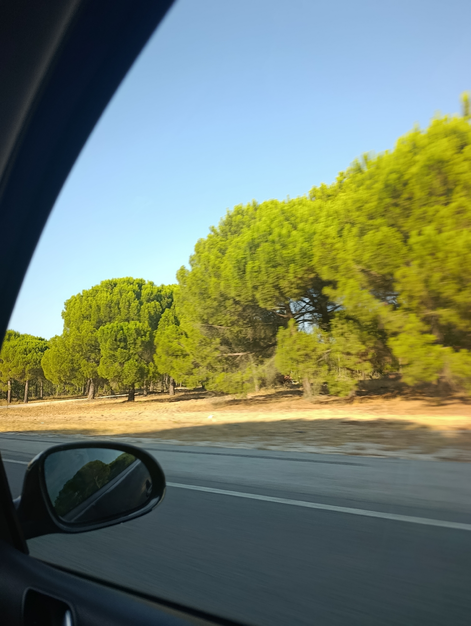 This image was taken from inside a vehicle, looking out the passenger side window towards a roadside scene. The sky is clear and blue, with no visible clouds. A line of tall, green pine trees with full canopies borders a dry, sandy roadside. The trees are densely packed, creating a continuous line of foliage. In the foreground, a portion of the car's interior is visible, including the black frame of the window and a dark interior panel. A wing mirror is mounted on the car's exterior, reflecting a portion of the passing landscape, including trees and the road. The road itself is a dark asphalt surface with a white line marking the edge or a lane. The perspective suggests the vehicle is in motion, as evidenced by the slight blur in the trees and the streaks of light and shadow on the road. The scene is bathed in sunlight, creating distinct shadows on the ground. The location is identified as being in the city of Alcácer do Sal, Portugal.