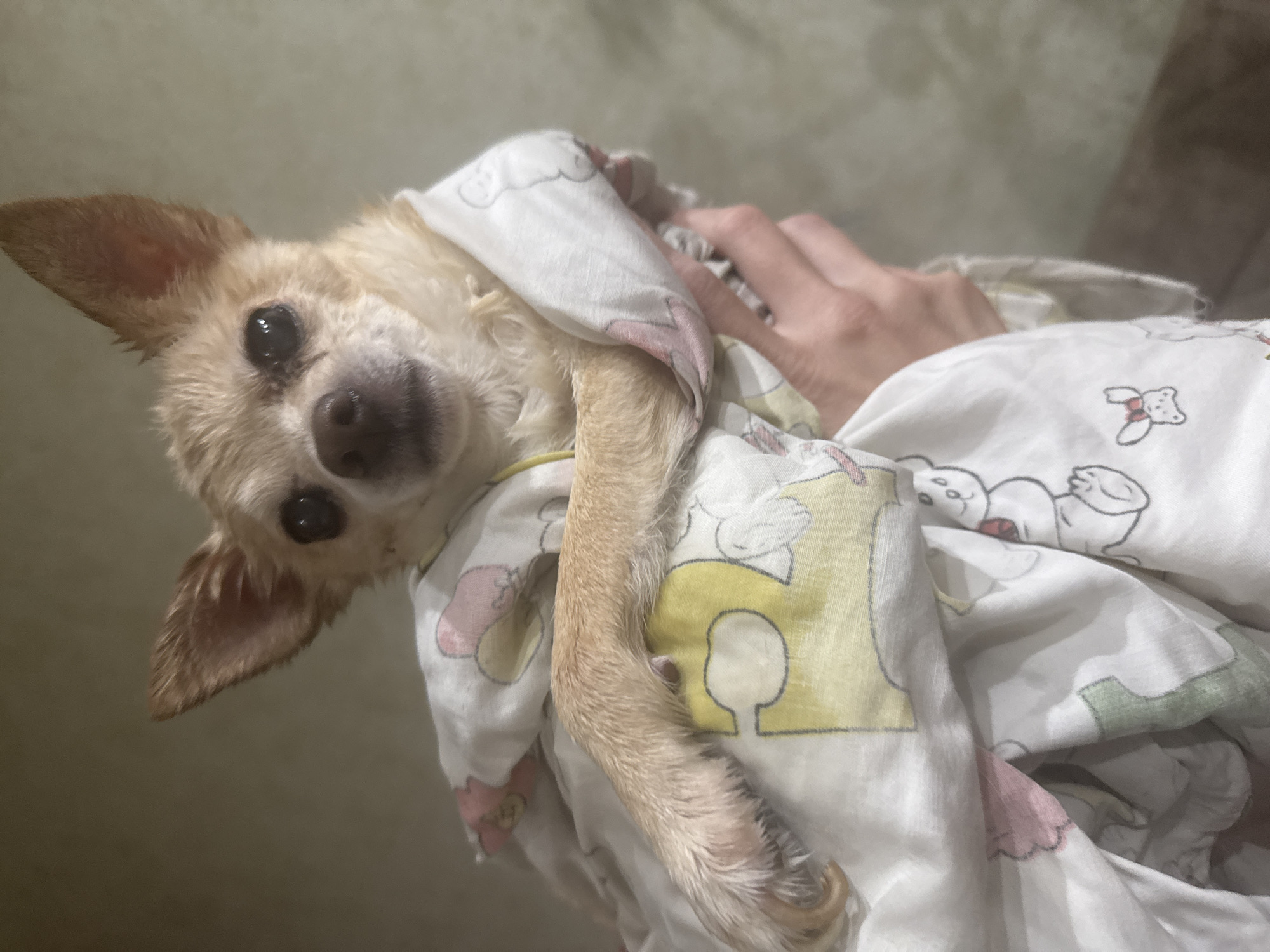 A small, light-brown, short-haired Chihuahua dog with large, dark eyes and a black nose is being held in a person's arms, wrapped in a white blanket with a repeating pattern of cartoon bears and shapes. The dog is facing the camera with its head tilted slightly. The person holding the dog is visible, with a hand and part of an arm holding the blanket around the dog. The background is a light, neutral color, possibly a wall. Location and time are not discernible from the image.