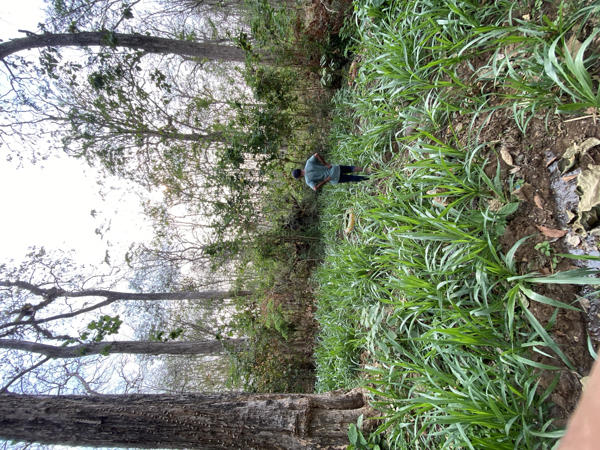 In a forest setting, a lone individual stands with their hands on their hips, facing away from the camera. The person is wearing a teal t-shirt and dark pants. They are positioned amidst a dense field of lush green grass and foliage, with tall trees and undergrowth forming the backdrop. The ground is visible beneath the grass, with scattered leaves and some patches of mud. The overall scene suggests an outdoor, natural environment.