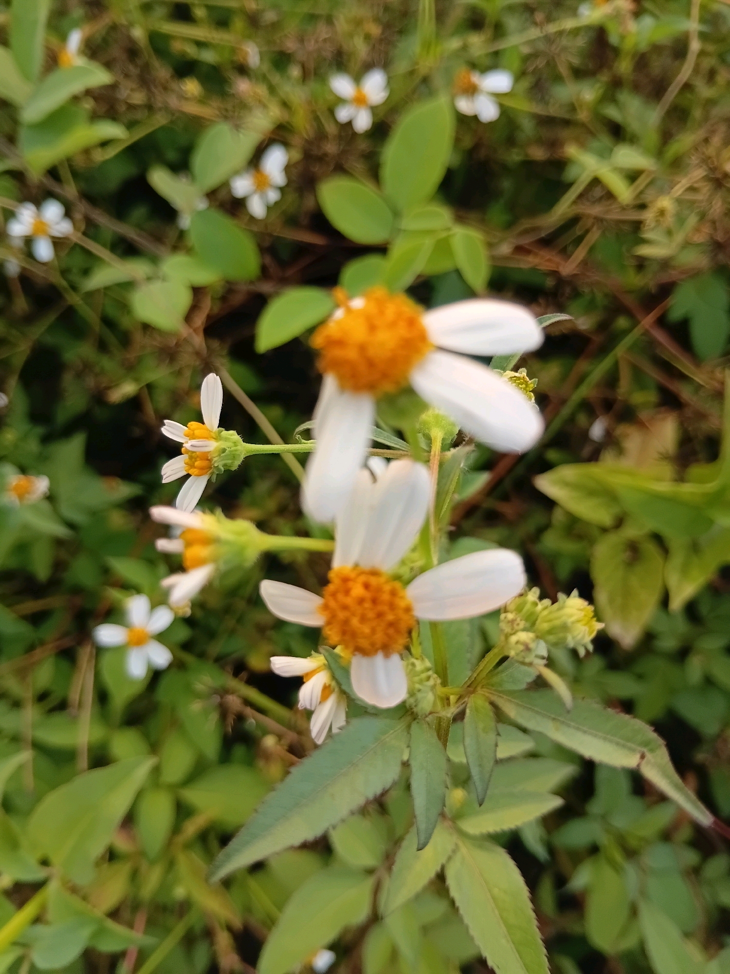 This image shows a close-up view of several small white flowers with yellow centers. The flowers have delicate white petals and fuzzy yellow centers. They are surrounded by green leaves and stems, suggesting a natural, outdoor setting. The background is blurred, indicating a shallow depth of field, which keeps the focus on the flowers. The overall impression is one of a tranquil and vibrant natural scene. The image was taken in Cikal, Indonesia.