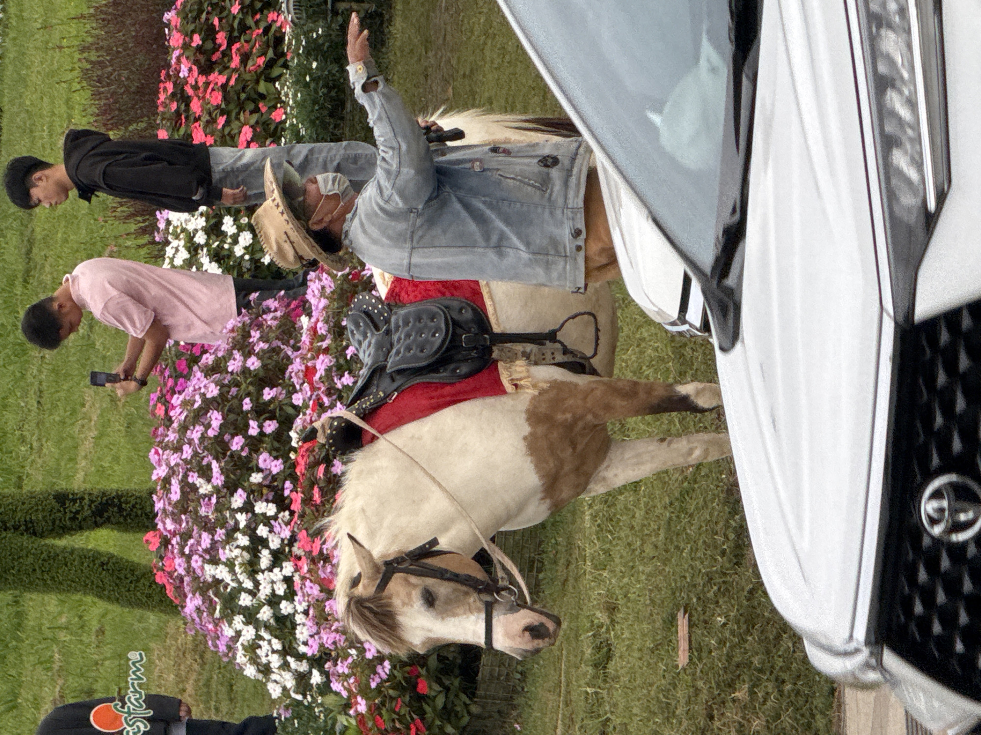 In Da Lat, Vietnam, a small tan and white pony stands tethered near a vibrant display of pink and white impatiens flowers. The pony wears a black saddle with a red saddle blanket. A person in a denim jacket, khaki pants, and a straw hat, wearing a surgical mask, stands beside the pony, extending their right arm and pointing. Behind them, a young man in a pink t-shirt holds a smartphone, and another young man in a black hoodie stands looking away from the camera. In the foreground, the hood and grille of a white car obscure the bottom of the scene. The background consists of lush green grass and a sculpted green hedge.