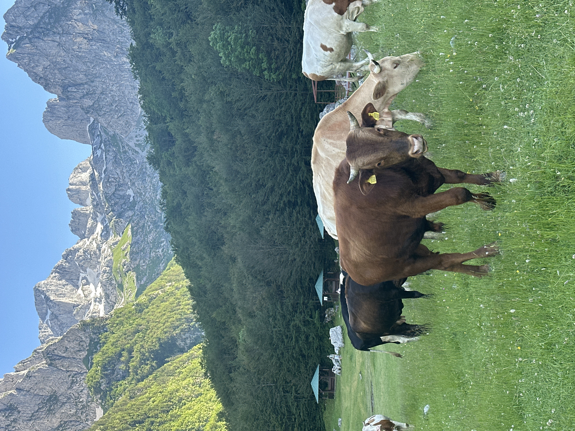 In the city of Dolja, Montenegro, a herd of cattle grazes in a lush green meadow under a bright blue sky. Towering, rugged mountains with patches of snow dominate the background, their rocky peaks illuminated by the sun. A dense forest of dark green trees blankets the lower slopes of the mountains. In the middle ground, several small, green-roofed shelters with open sides are scattered across the field, suggesting a picnic area or resting spot. A few people are visible near the shelters. The foreground is occupied by several cows of various colors including brown and white, with one prominent brown bull looking directly at the camera. The ground is covered in vibrant green grass dotted with small white wildflowers.