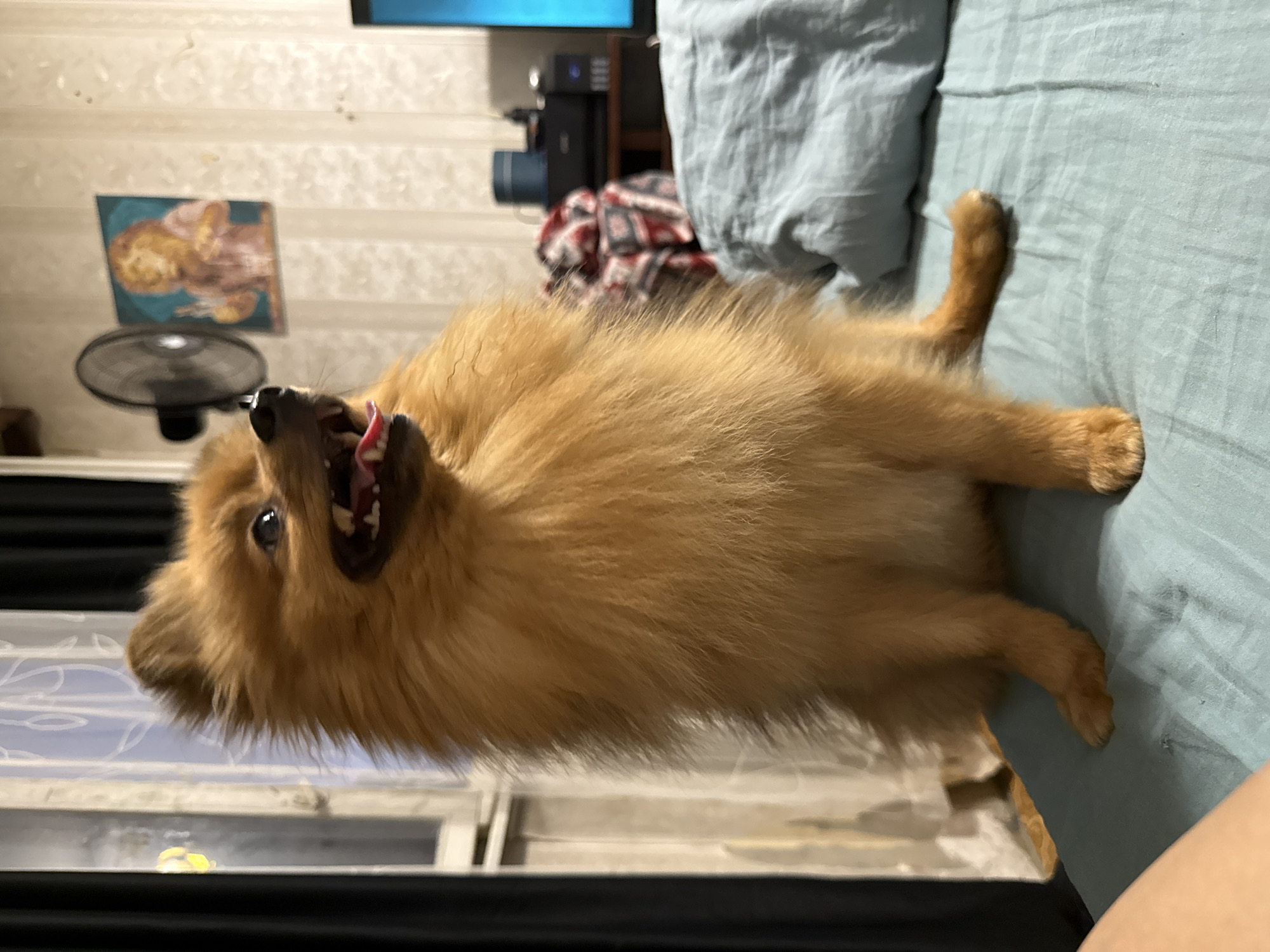 In a brightly lit indoor setting, a small, fluffy orange Pomeranian dog is captured in a playful pose on a bed. The dog's mouth is open, revealing its tongue and teeth, suggesting it might be panting or about to bark. Its fur is a vibrant shade of orange, and it appears to be a young, energetic dog. The dog is lying on its back, with its paws extended, adding to the sense of playfulness.
The bed is covered with a light blue textured sheet, and a crumpled blue fabric lies at the head of the bed. In the background, a patterned blanket with red and black squares is visible, adding a touch of domesticity to the scene. Above the dog, on the wall, a framed picture hangs, depicting what appears to be a stylized image of a person or animal. To the left, a black fan is partially visible, suggesting the room might be warm or the fan is used for air circulation. The overall lighting indicates it is daytime. The scene is likely taking place in a home, possibly a bedroom in Khimki, Russia, given the provided context. The dog's expression and posture convey a sense of joy and liveliness. There is no visible text in the image.