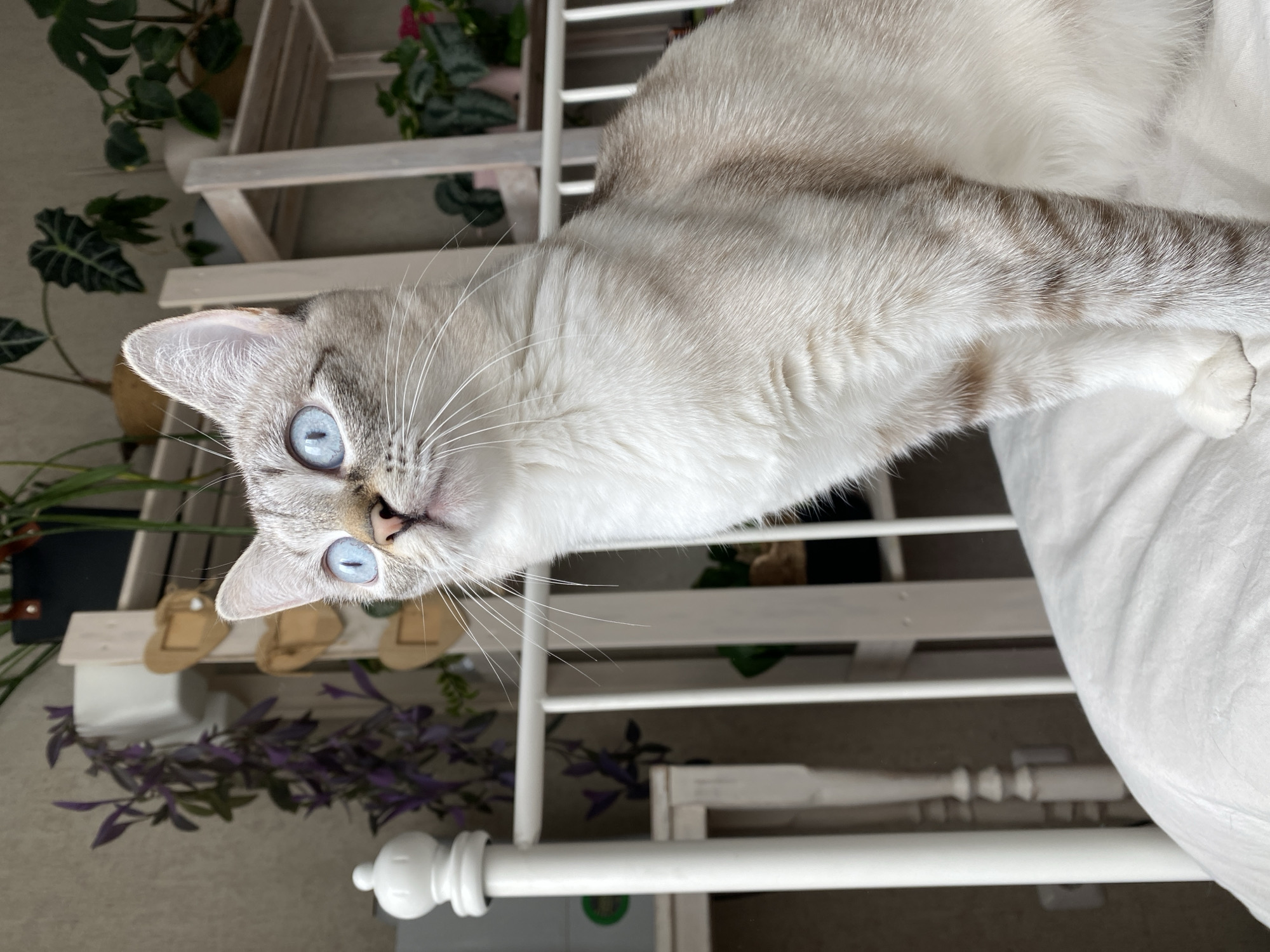A light-colored cat with blue eyes lies on a white-painted bed frame. The cat is positioned on its side, with its head tilted towards the camera. Several potted plants are on shelves behind the bed frame. The cat is the primary subject of the image. There is no evidence to suggest the location is Yekaterinburg, Russia.