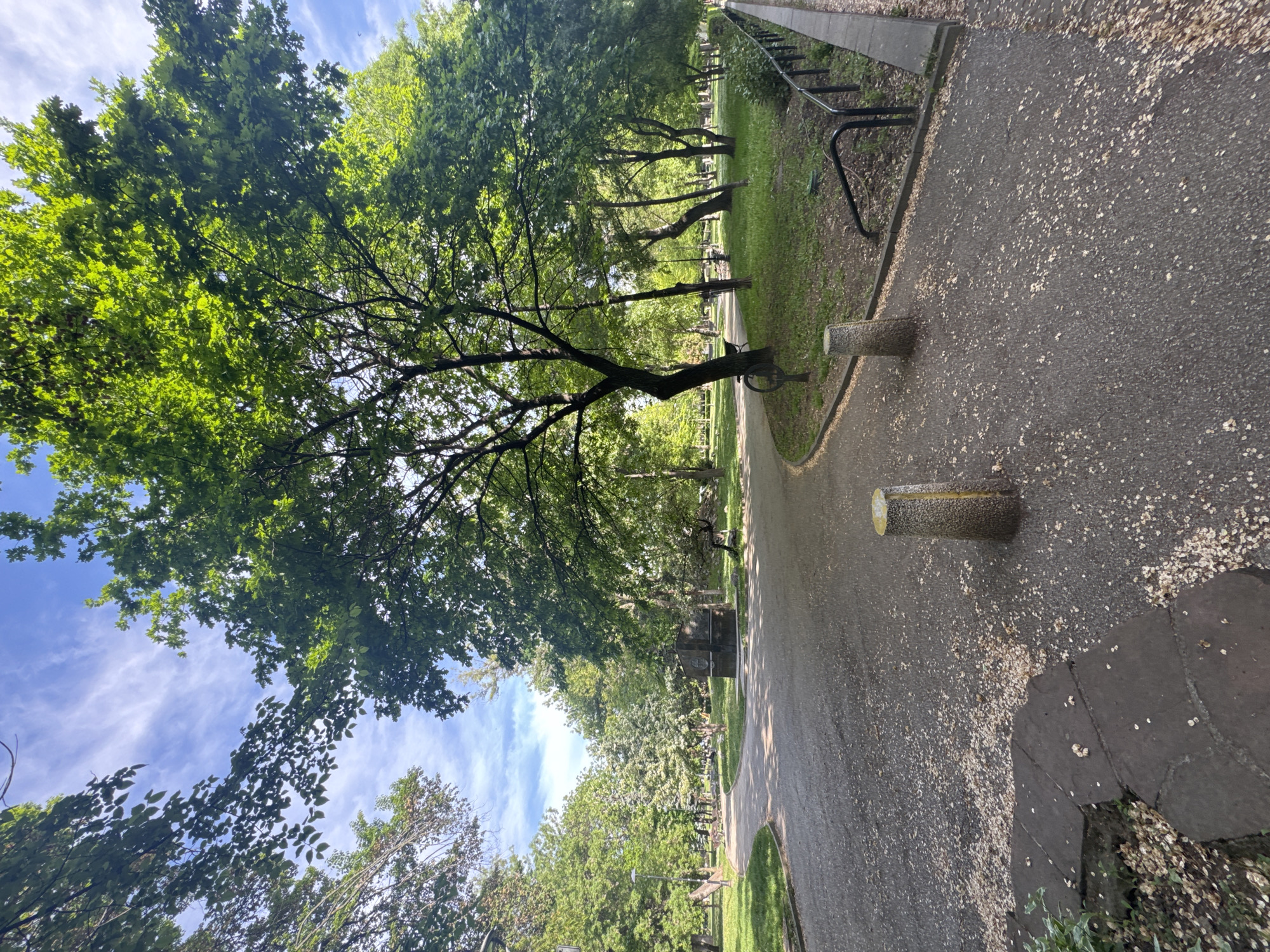 The image depicts a park scene with a paved path running through it. The path is flanked by trees on both sides. There is a bike rack and concrete bollards visible alongside the path. The ground is covered with fallen blossoms or petals. The sky is partly visible through the trees, showing blue sky with some clouds. The location may be a park in Sofia, Bulgaria, as the image was requested to be described with that specific location in mind. There are no people visible in the scene.