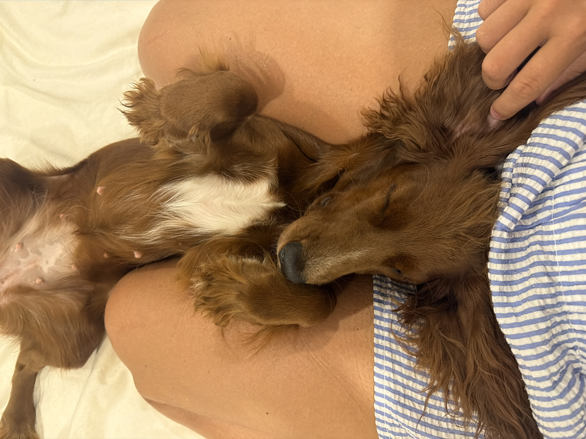A medium shot captures a reddish-brown long-haired dog lying on its back, seemingly asleep or deeply relaxed. Its legs are curled up, and its underside is exposed. The dog is partially covered by a blue and white striped garment, possibly a shirt or blanket. A human hand is also visible, gently touching the dog's head. The background features human skin, indicating that the dog is resting on a person. The location or city is not discernible from the image.