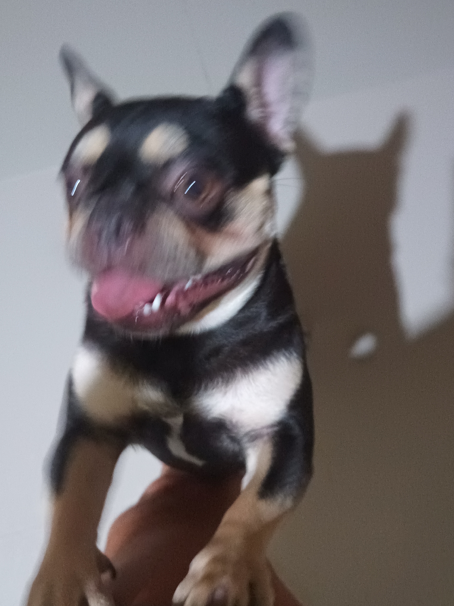 A small, black and tan dog, possibly a Chihuahua mix, is being held up. The dog has its tongue out and appears to be panting. The background is a plain wall. A shadow of the dog's head and ears is visible on the wall. The location is unknown, but it is said to be in Ban Nong Khon, Thailand.