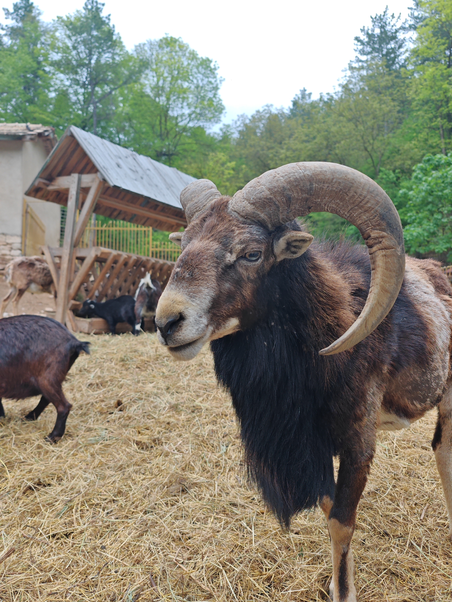 The image shows a male mouflon standing in a hay-covered enclosure, likely in the city of Shumen, Bulgaria. The mouflon is the primary subject, displaying its large, curved horns and a prominent black beard. Several other goats are visible in the background, some near a wooden feeding structure with a gray roof. The area appears to be an outdoor pen or farm setting. The background includes trees and a partial view of a building. The photo seems to be taken during the daytime with natural lighting.
