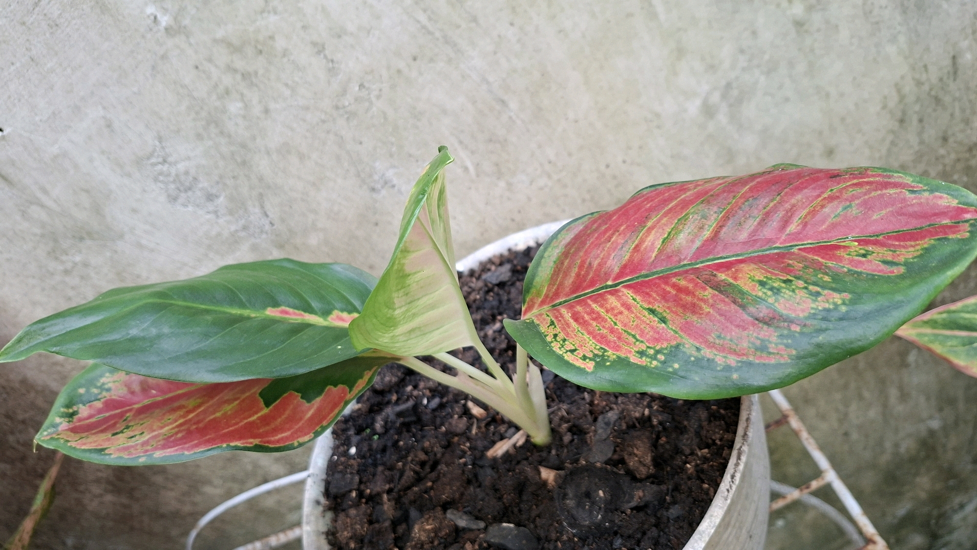 A potted plant with large, variegated leaves sits in the foreground, positioned in front of a textured, light-colored wall. The leaves display a striking pattern of deep green edges transitioning to vibrant red and yellow-green splotches towards the center, with prominent green veins. The plant is in dark soil within a white, weathered pot, which rests on a white metal stand. The background wall appears to be an outdoor surface, possibly a building facade, showing signs of wear and an uneven texture. There are no people or animals visible in the image. The lighting suggests it is daytime. The scene is likely located in Palembang, Indonesia, given the context provided.