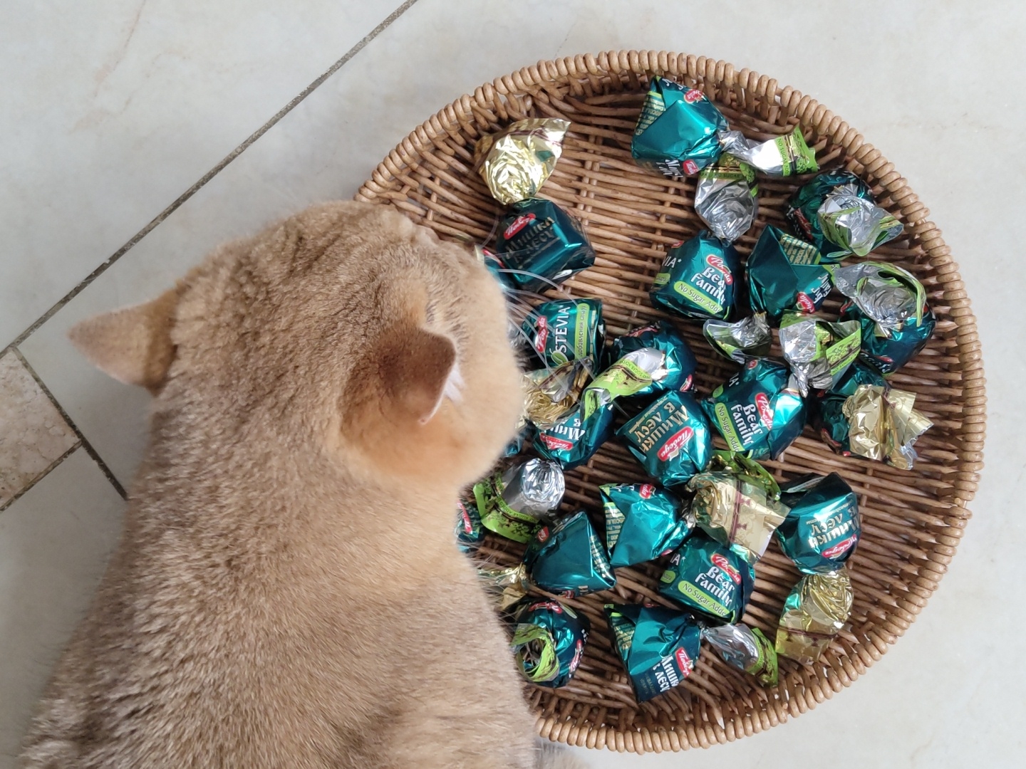 A British Shorthair cat with golden fur is positioned on the left side of the frame, with its head turned away from the camera and facing a wicker basket filled with candies. The basket is located in the upper right quadrant of the image and is overflowing with individually wrapped candies. The candies are primarily in green and gold wrappers, with some silver wrappers also visible. The green wrappers feature text in a foreign language, and some of the visible words include "Bear Family," "No Sugar Add," and "STEVIA." The cat's fluffy fur and pointed ears are clearly visible, while the basket's woven texture is also discernible. The scene appears to be indoors, with a tiled floor visible beneath the cat and the basket. The lighting suggests it could be daytime. The overall impression is a domestic setting with a curious cat near a tempting treat.