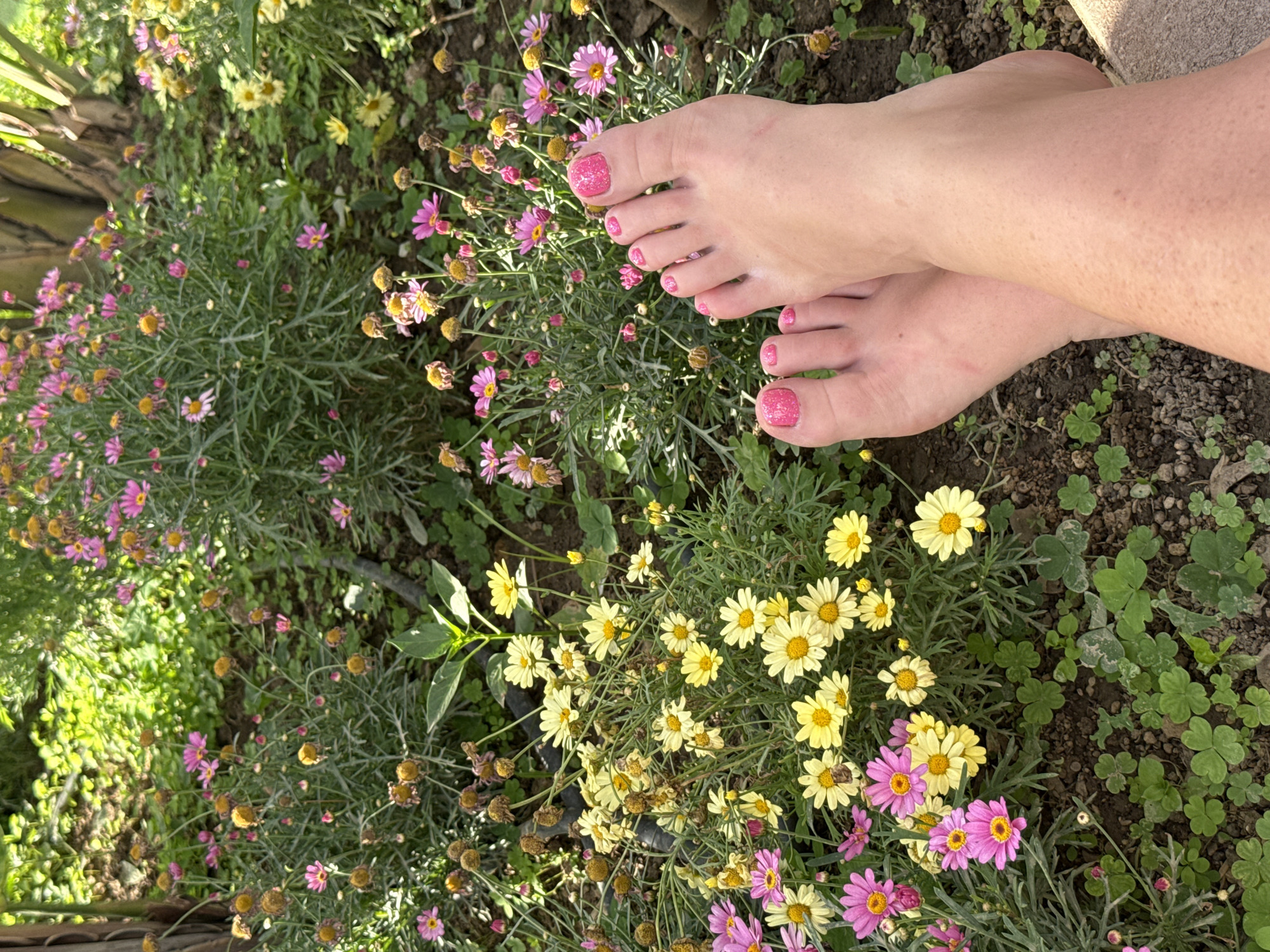 A top-down shot captures a garden scene, with two feet taking center stage. The feet, painted with a bright pink nail polish, are resting on a bed of daisies. The daisies themselves are a mix of yellow and pink hues, interspersed with green foliage. The backdrop consists of rich brown soil, punctuated by patches of clover and other small plants. The location is a garden in Alanya, Turkey.