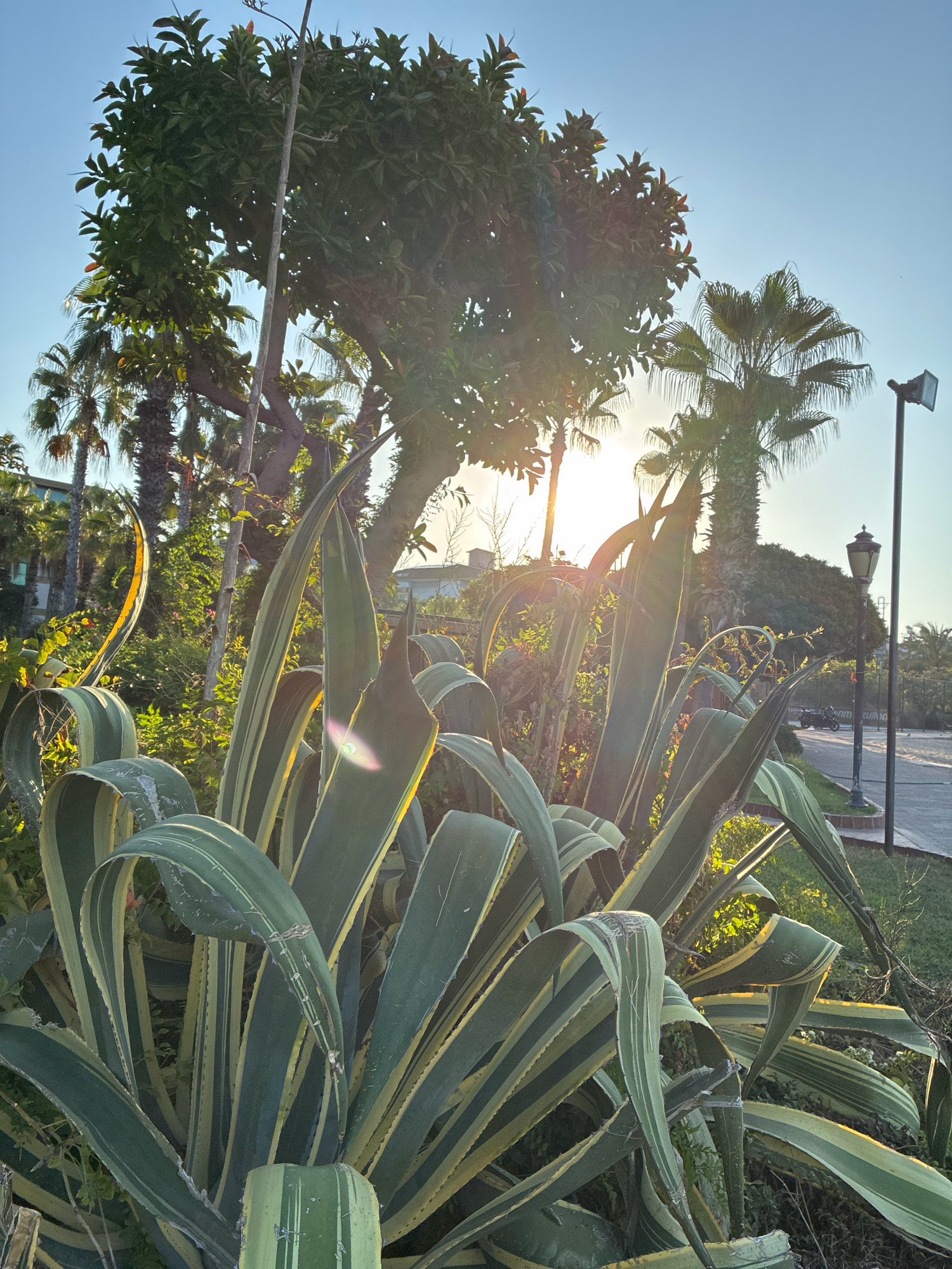 In Alanya, Turkey, the sunbeams cut through the leaves of a large agave plant in the foreground, casting a warm glow on its variegated green and yellow leaves. Behind the agave, palm trees and other lush green foliage are visible, with the bright afternoon sun peeking through the branches, creating lens flare effects. In the background, a lamppost stands on the side of a street, with a motorbike parked on the right. The sky is a clear, bright blue.