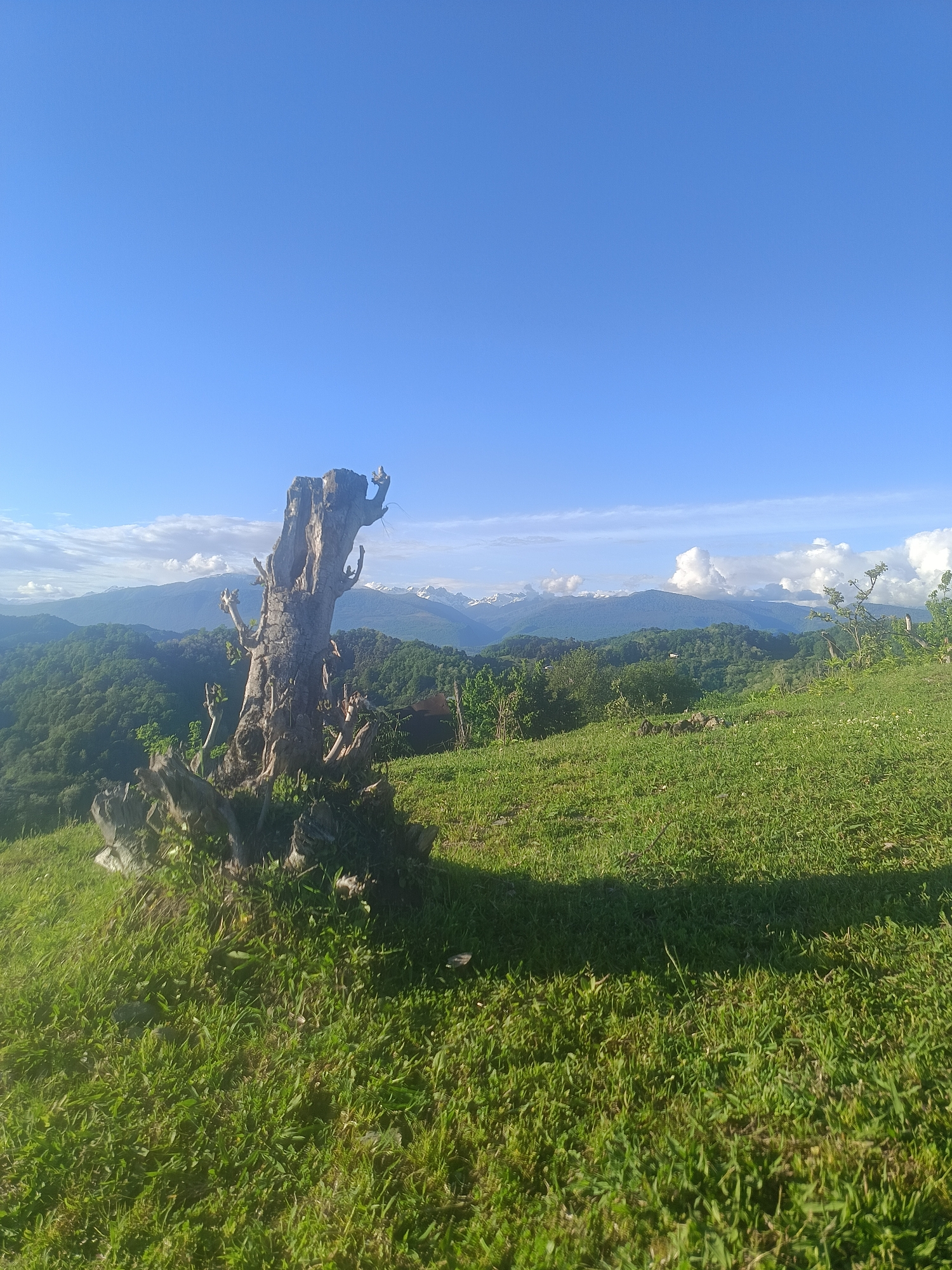 The image depicts a landscape in the city of Yuada-Gulrypsh, Abkhazia. In the foreground is a grassy field with a dead, weathered tree stump taking prominence. Behind the field, there are rolling green hills covered with trees. In the distance, mountain ranges are visible, some capped with snow. The sky is a clear blue with scattered clouds.