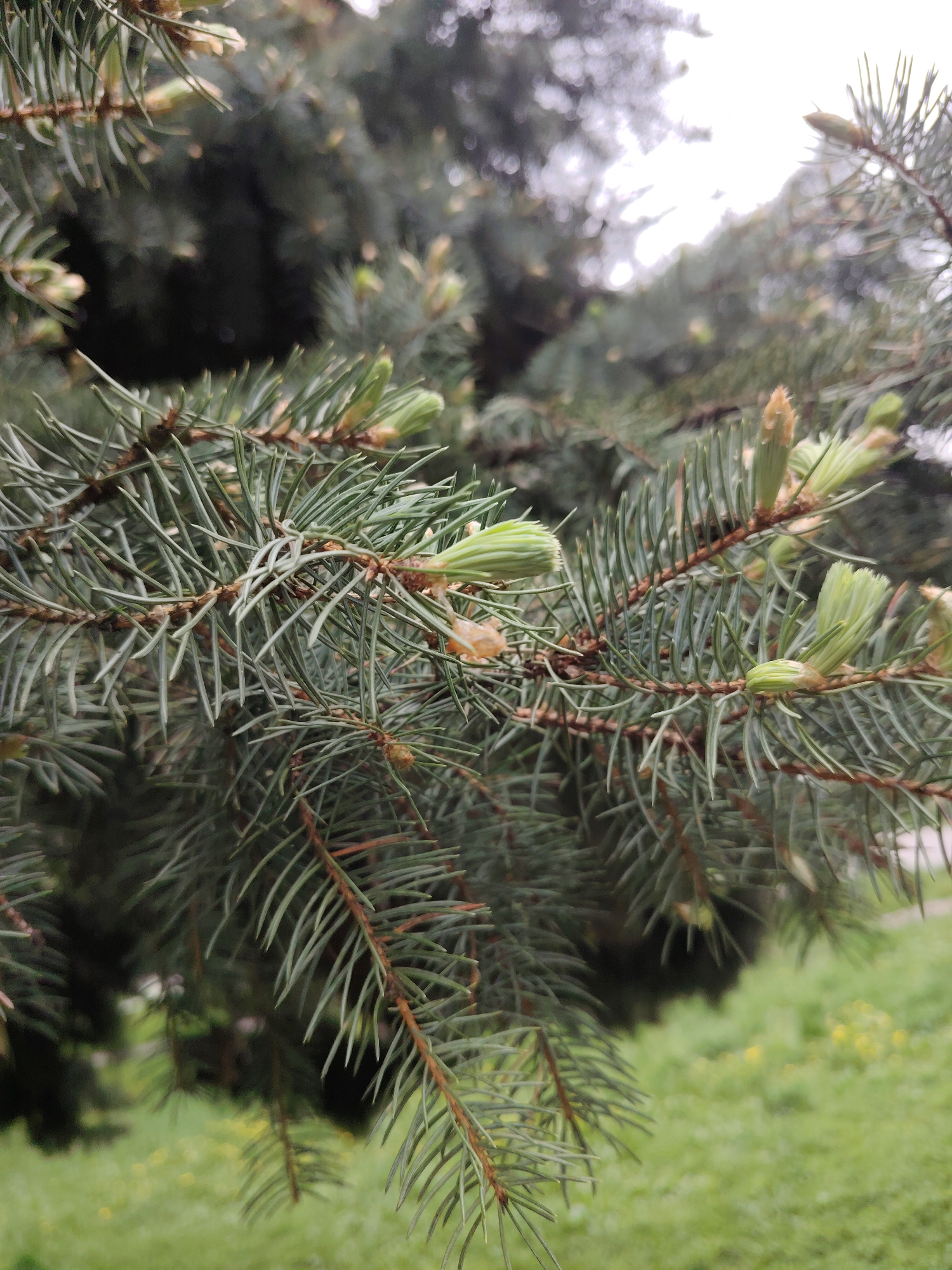 The image shows branches of a coniferous tree with fresh, light green shoots emerging from the tips. The needles are a blue-green color and densely packed on the branches. The background consists of more foliage of the same tree and patches of green grass. The image was taken outdoors in a city that is unknown.