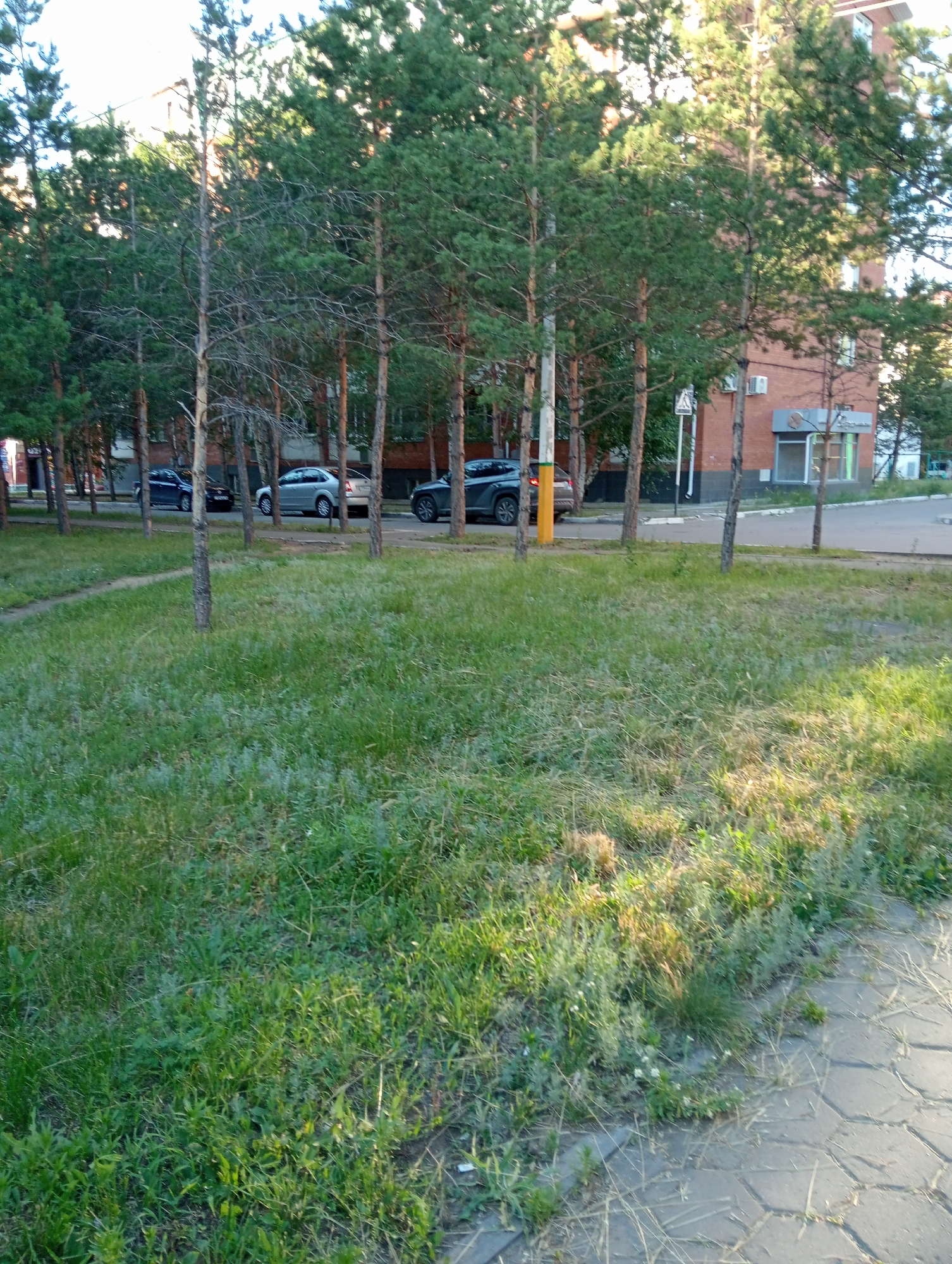The image depicts a street scene with a row of tall pine trees lining a grassy area. In the background, a multi-story brick building with numerous windows is visible, partially obscured by the trees. A paved sidewalk runs along the edge of the grass, with a patterned stone surface. Several cars are parked or driving on the road behind the trees, including a silver sedan, a dark-colored SUV, and a dark blue car. The area appears to be an urban or suburban setting, possibly a residential or commercial district given the building and street infrastructure. The lighting suggests it is daytime, with sunlight casting shadows and highlighting sections of the grass. The weather seems fair. There is no discernible activity of people or any text present in the image.