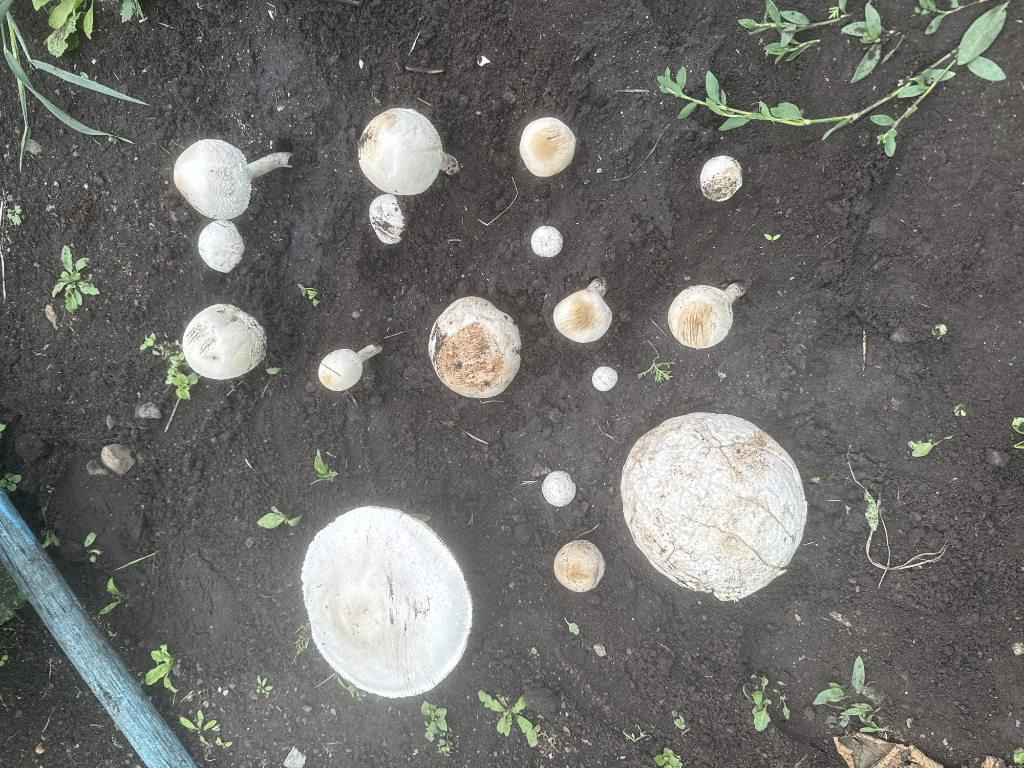 A top-down view captures a collection of white mushrooms scattered across dark soil. One large, flat mushroom with a wide cap is visible on the left side of the image. Several other mushrooms, varying in size and shape, are dispersed throughout the frame. Some are round and bulbous, while others have stems and caps. Small green plants and a blue hose are also present in the scene. The image appears to be an outdoor setting, possibly a garden or a wooded area, with a focus on the fungi.