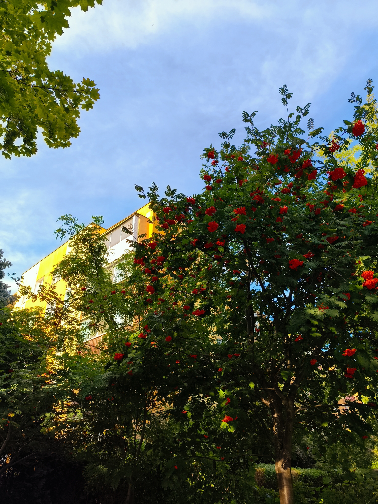 A low-angle outdoor shot shows a brightly lit yellow apartment building partially obscured by a lush green tree laden with clusters of bright red berries. The building, with several windows and a glass-enclosed balcony, is bathed in warm sunlight. The tree's branches, filled with dense foliage and the vibrant berries, dominate the foreground and right side of the frame. In the upper left corner, a branch of another tree with green leaves extends into the clear blue sky, which is dotted with wispy white clouds. The image suggests a natural setting juxtaposed with urban architecture, likely taken in Gdańsk, Poland. There are no people or animals visible in the scene.