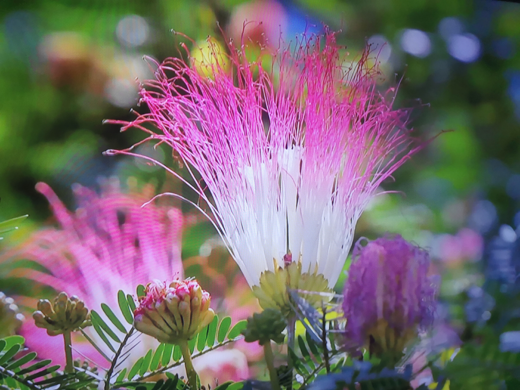 The image displays a close-up view of several vibrant flowers with feathery petals, predominantly in shades of pink and white. One large flower in the center is the most prominent, with delicate, elongated pink stamens extending from a white base. To the left, another pink flower is visible, slightly out of focus. To the right, a smaller, spherical purple flower is present. The background is softly blurred, showing a mix of greens and bokeh lights, suggesting an outdoor setting with lush foliage. There are no people, buildings, or any discernible city landmarks, making it impossible to determine a specific location within Dnipro, Ukraine, or any city for that matter. The scene focuses solely on the natural beauty of the flowers and their immediate surroundings.