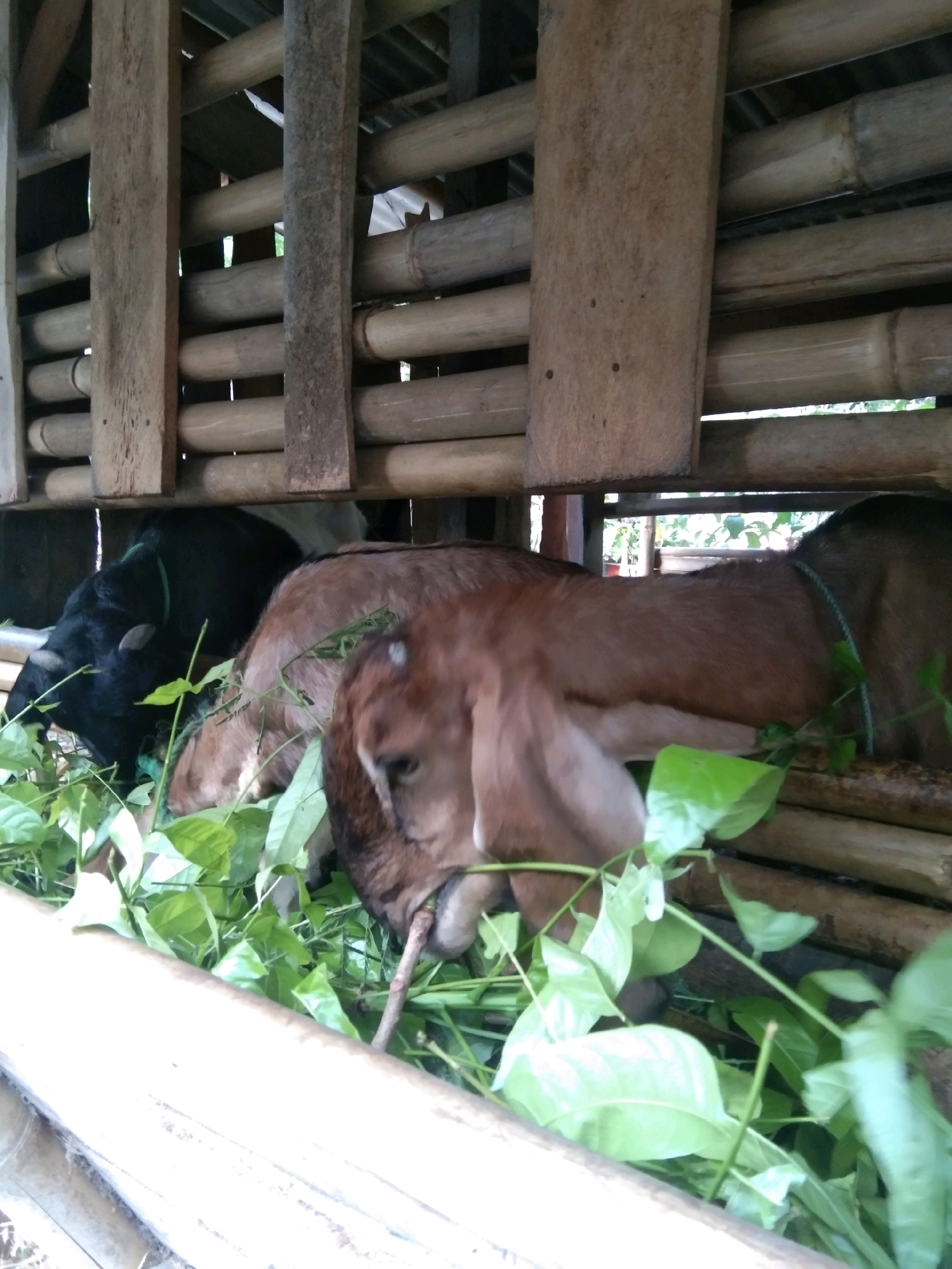 In Karangsambung, Indonesia, three goats are seen inside a bamboo enclosure, eating green leafy vegetables. A black goat with a green rope around its neck is on the left, with its head down feeding. In the center and to the right, two brown goats are also eating. The enclosure is constructed with bamboo poles and wooden beams. The lighting suggests it is daytime, with some dappled light filtering through the structure.