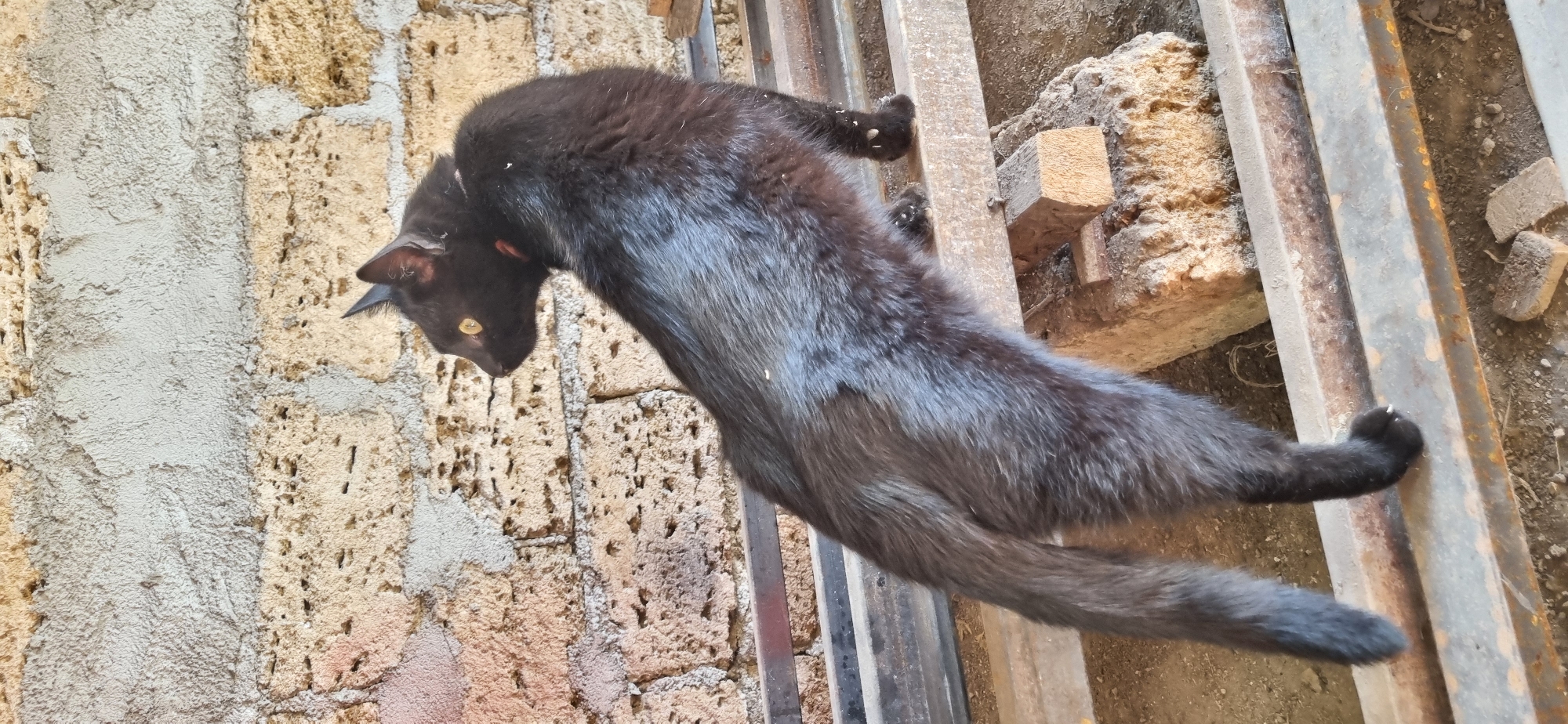 In Blizhnee, Ukraine, a black cat stands on a metal beam in front of a textured, light-colored brick wall. The cat is facing left, with its body arched, and its tail extends to the left. Its fur appears somewhat ruffled, with some lighter patches visible. A thin red collar is around its neck. The background wall is constructed from irregular, porous bricks, with some sections appearing lighter and others a pale orange-brown. The metal beam the cat is standing on is worn and metallic. To the right of the cat, a small wooden block rests on a larger, rough stone. The ground below the beam is covered in dirt and debris.