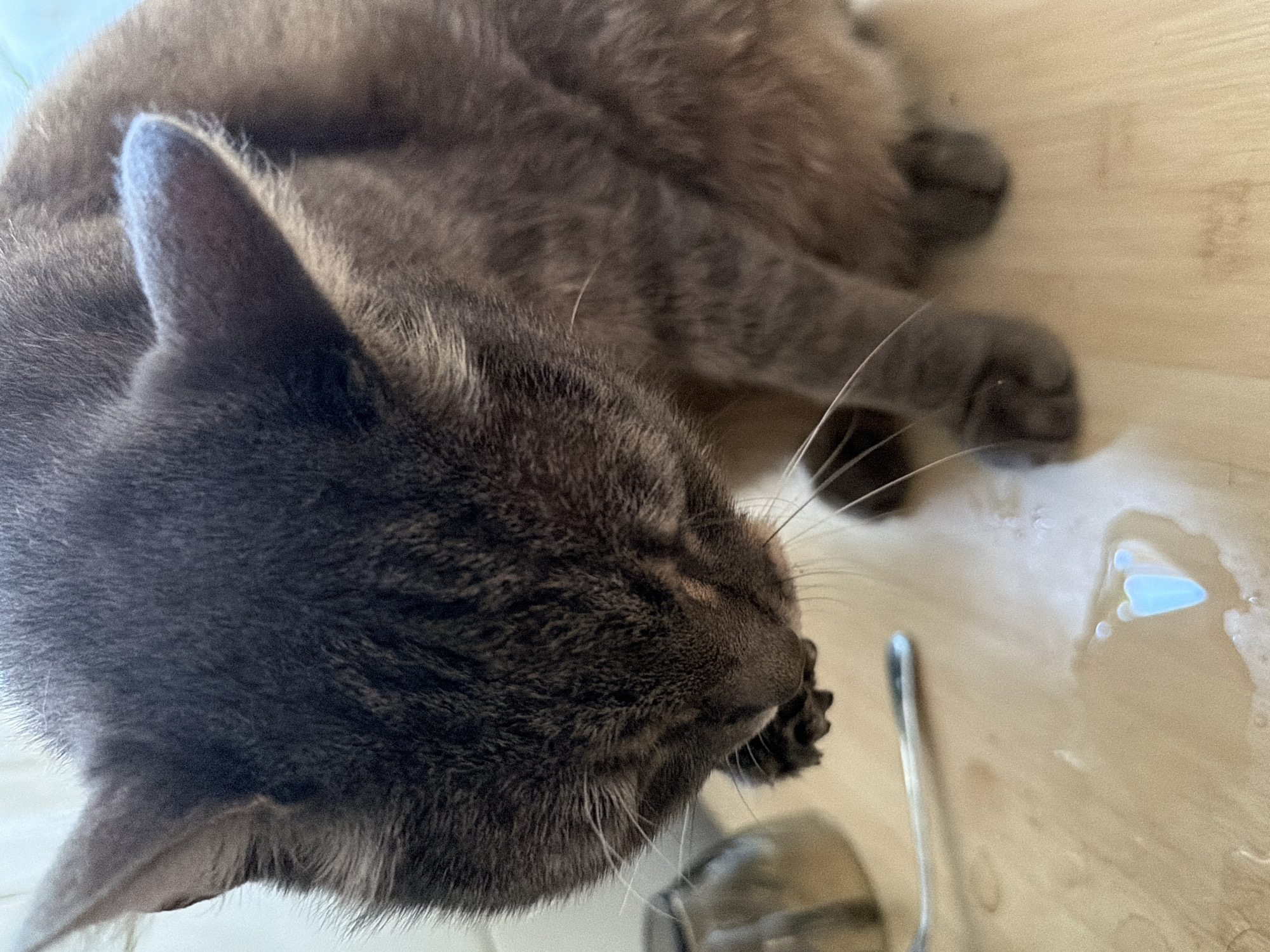 A close-up, high-angle shot shows a gray tabby cat on a light-colored wooden surface. The cat is hunched over, with its head bowed down towards a small puddle of a light blue liquid, possibly milk, which has a heart-like shape. A metallic spoon is visible to the left of the puddle. The cat's paws are also visible, one of which appears to be near the puddle. The background is out of focus, but suggests an indoor setting with a wall or curtain visible on the left. The scene is not located in Prosena, Bulgaria, as this image does not contain any identifiable landmarks or context to associate it with any specific city or country.