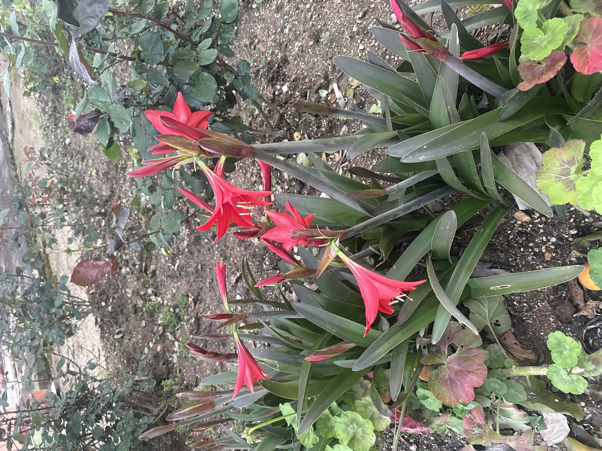 The image shows a close-up view of a garden bed in an unspecified location, with a cluster of red amaryllis belladonna flowers as a focal point. The amaryllis is in full bloom, with several open flowers and some buds still closed. The plant has long, dark green leaves that surround the flower stalks. The background consists of soil, other plants, and foliage, creating a natural garden environment. A green and red leafed groundcover is also visible to the bottom right. The lighting is soft, indicating a daytime shot with possible overcast conditions.
