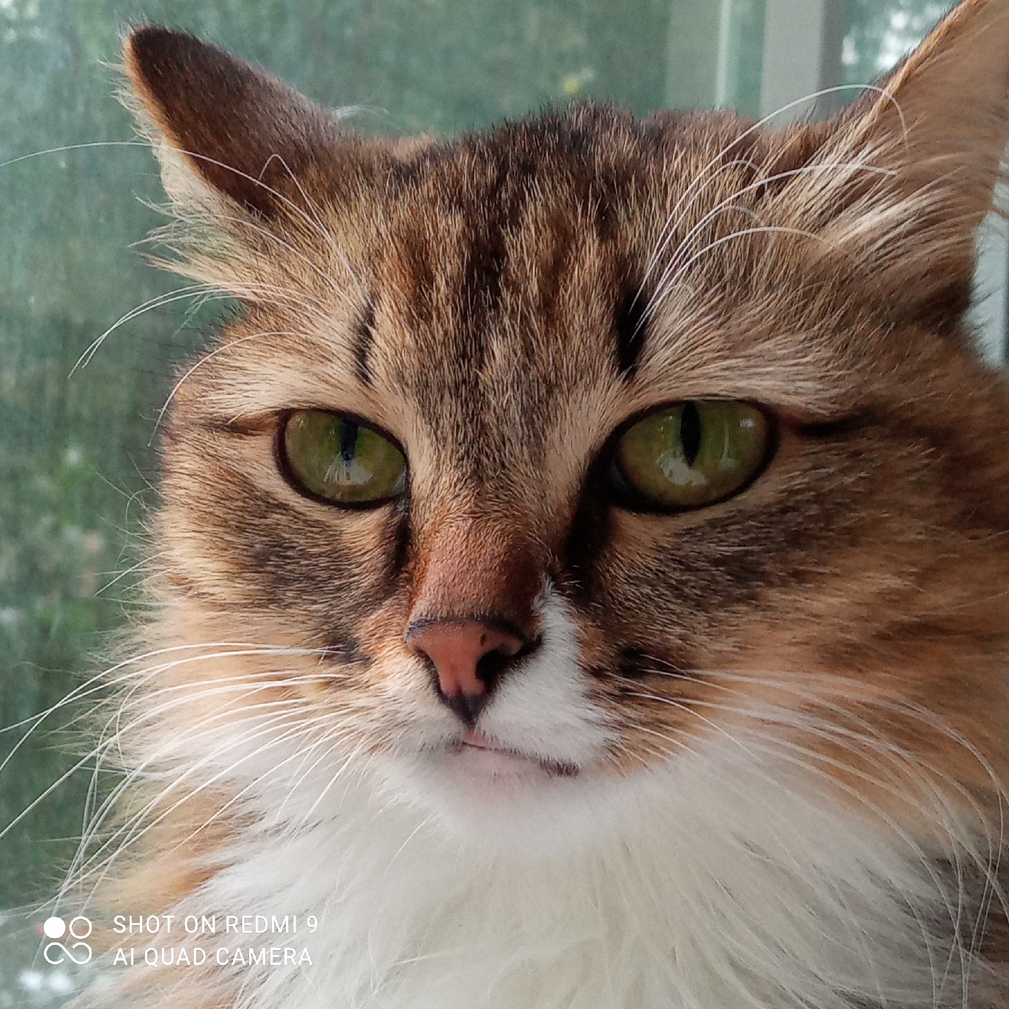 A close-up portrait of a domestic cat with striking green eyes is captured in an indoor setting. The cat's fur displays a mix of brown, black, and ginger tabby markings, with a prominent white ruff around its neck and chest. The background is softly blurred, suggesting a window or glass pane with a greenish, outdoor scene visible through it. The image has a watermark in the lower left corner indicating it was "SHOT ON REDMI 9 AI QUAD CAMERA." The cat is the sole subject of the image, and there are no humans present. The environment appears to be a domestic interior, possibly a home, with the cat positioned near a window. There are no notable objects or actions depicted beyond the cat's gaze. This image was taken in the city of Chaikovsky, Russia.