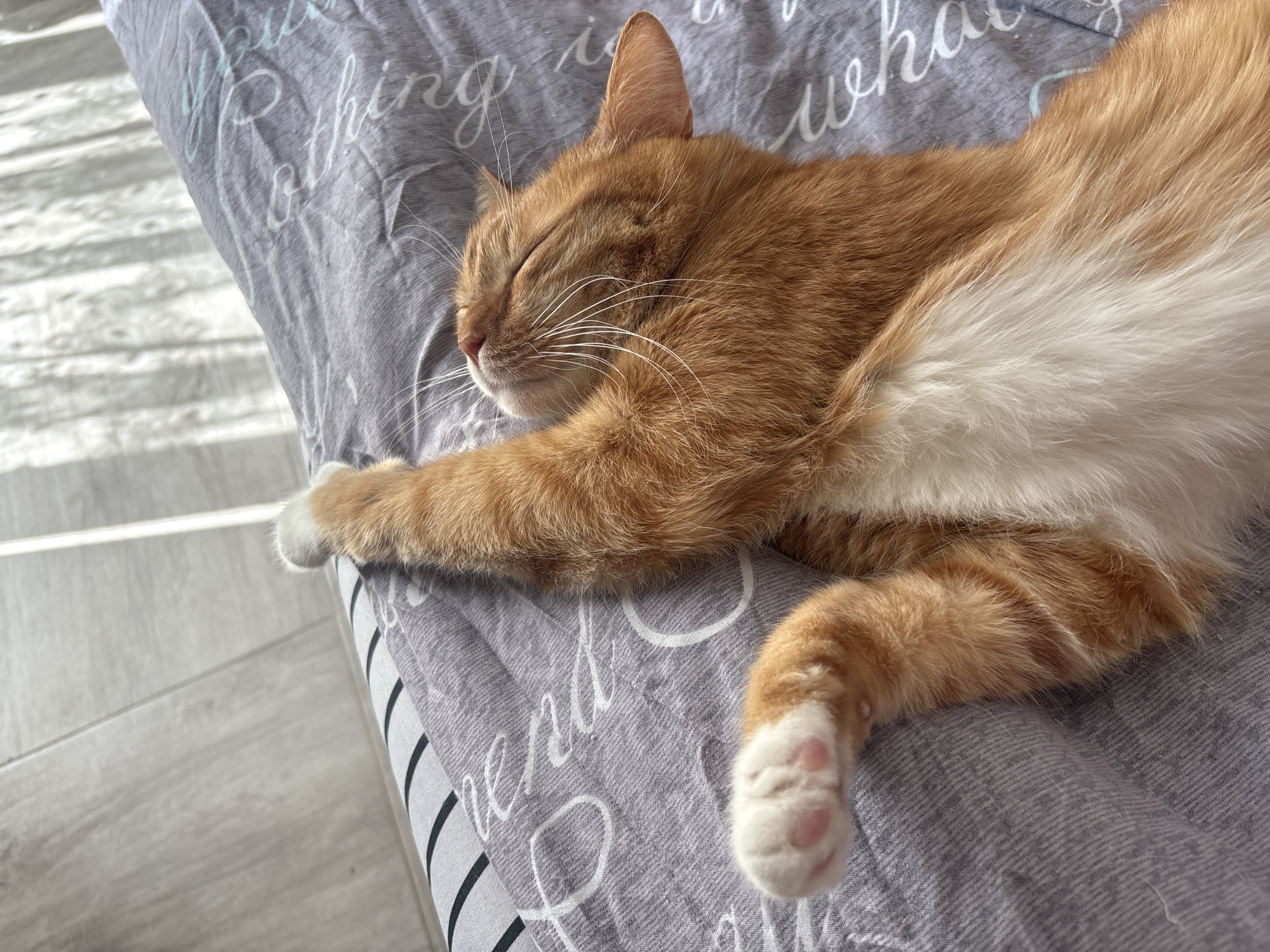 A ginger and white cat is captured sleeping soundly on a grey patterned blanket indoors. The cat is curled comfortably, with its eyes closed, head resting on the fabric, and front paws gently outstretched. Prominent white whiskers are visible around its snout. Its fur is a vibrant orange on its back and head, blending into a soft white on its underside. Pink toe beans are visible on its white paws.
The setting appears to be a brightly lit room, likely a bedroom or living area. Strong natural light streams in from an unseen window, casting distinct parallel shadow patterns onto the light-colored wooden or laminate floor in the background, indicating daytime and sunny weather.
The grey blanket beneath the cat is adorned with decorative handwritten-style text in white and light blue. Partially visible words include "You...", "Nothing", "what", and "end". The overall scene evokes a sense of peace and contentment as the cat rests. The location context for this image is Bar, Montenegro.