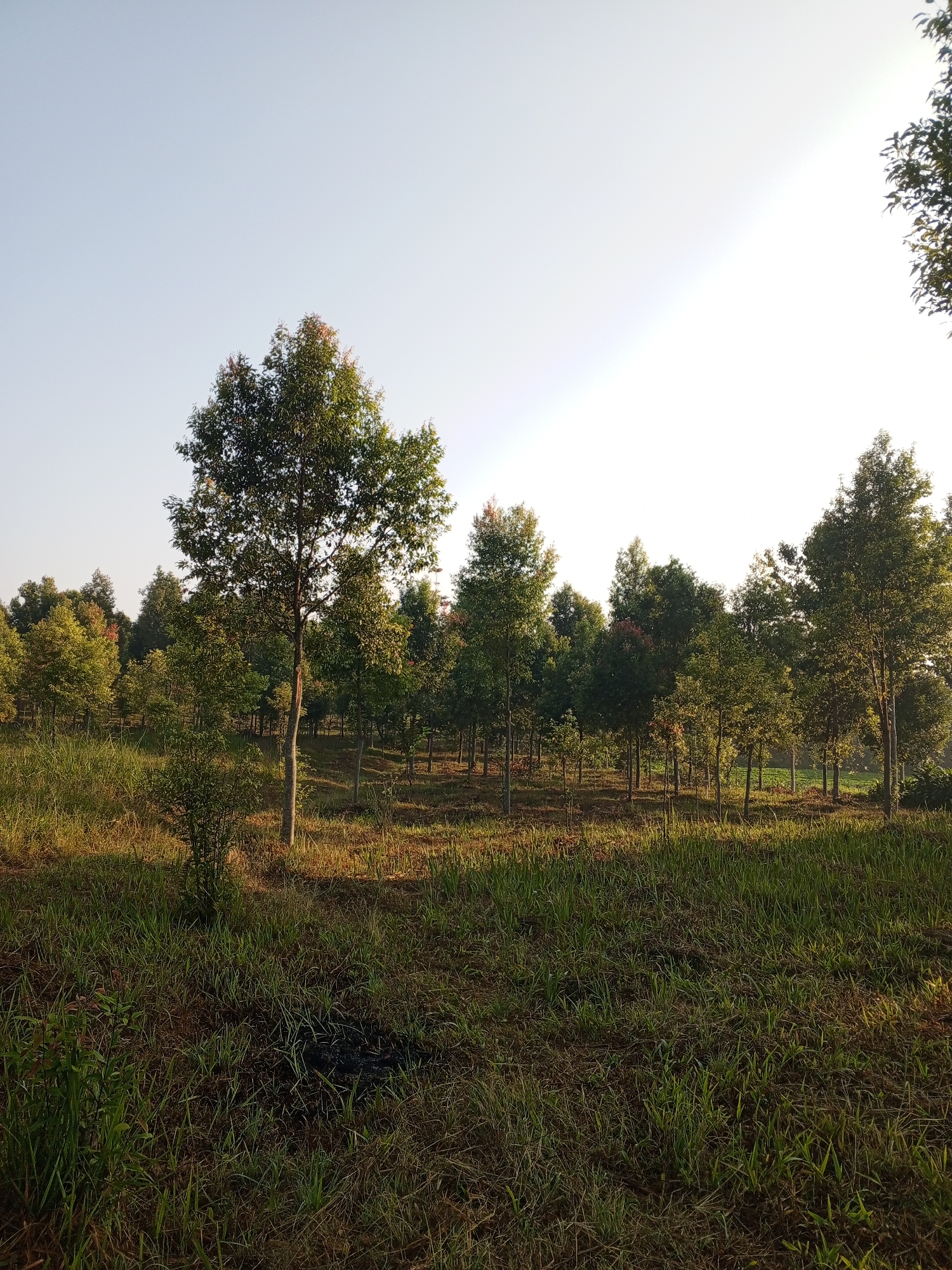 A young forest plantation is depicted in Yakkurugala, Sri Lanka, under a clear, pale sky. The scene is bathed in the warm, low light of either dawn or dusk, casting long shadows across the grassy foreground and the planted trees. The trees, uniformly spaced, are of varying heights and appear to be a species with green foliage that has hints of red on the uppermost leaves of some. The ground is covered with a mix of dry grass, straw, and some patches of greener, thicker growth, particularly on the left side of the frame. In the immediate foreground, the grass is long and somewhat sparse, revealing patches of dark soil. A small, dark patch, possibly charred material, is visible in the lower left quadrant of the image amidst the grass. The overall impression is one of a managed, developing forest area.