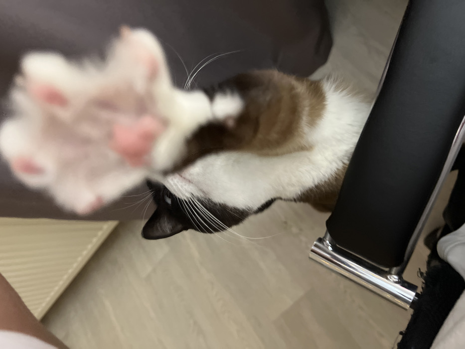 An indoor scene in Noviy, Russia, features a domestic tricolor cat (black, white, and brown/tan markings) extending its front right paw directly towards the viewer. The paw, out of focus, displays white fur and pink pads. The cat's head is tilted upward, with its visible eye directed slightly to the upper right. A portion of a human's light-skinned arm is visible in the upper left background, suggesting interaction with the cat. The lower foreground includes a black object with a polished chrome element, consistent with a chair armrest or frame. The background consists of light-colored patterned flooring, a light-toned ribbed panel on the left, and dark grey fabric on the right.