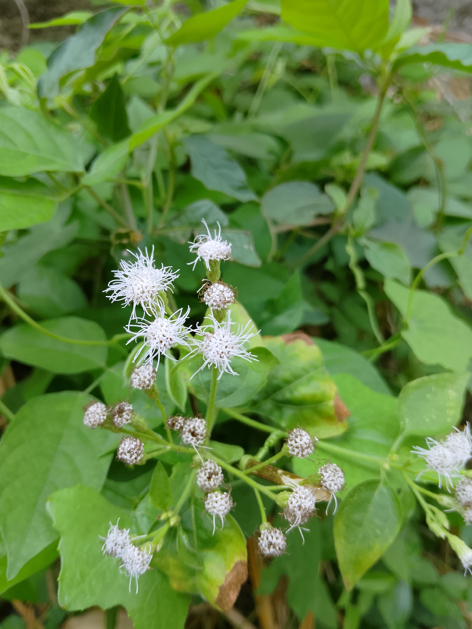 The image shows a close-up view of a flowering plant with small, white, fluffy blossoms and some unopened buds. The blossoms have delicate, thread-like petals that radiate outwards. The plant has lush green leaves in the background, some of which appear slightly wilted or discolored. There is a small insect, possibly a beetle, visible on one of the flower heads. The setting appears to be a natural outdoor environment, likely a garden or overgrown area. There is no visible indication of the specific location within Kasiman, Indonesia, beyond it being an outdoor environment.