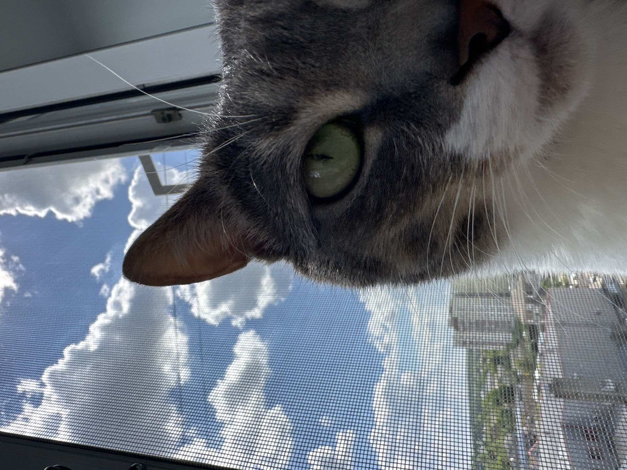 A detailed close-up image presents the right side of a domestic cat's face in the foreground, looking forward. The cat has grey tabby markings transitioning to white fur on its lower muzzle, a green eye with a narrow vertical pupil, a pink nose, and prominent white whiskers. Its right ear is visible at the top edge of the frame. The background, viewed through a fine mesh window screen, displays a bright blue sky filled with scattered white cumulus clouds. Below the sky, a distant urban landscape unfolds, featuring multiple multi-story buildings, smaller structures, and abundant green trees, indicative of a city environment. The specific city and its precise location are unknown. The scene is illuminated by strong daylight.