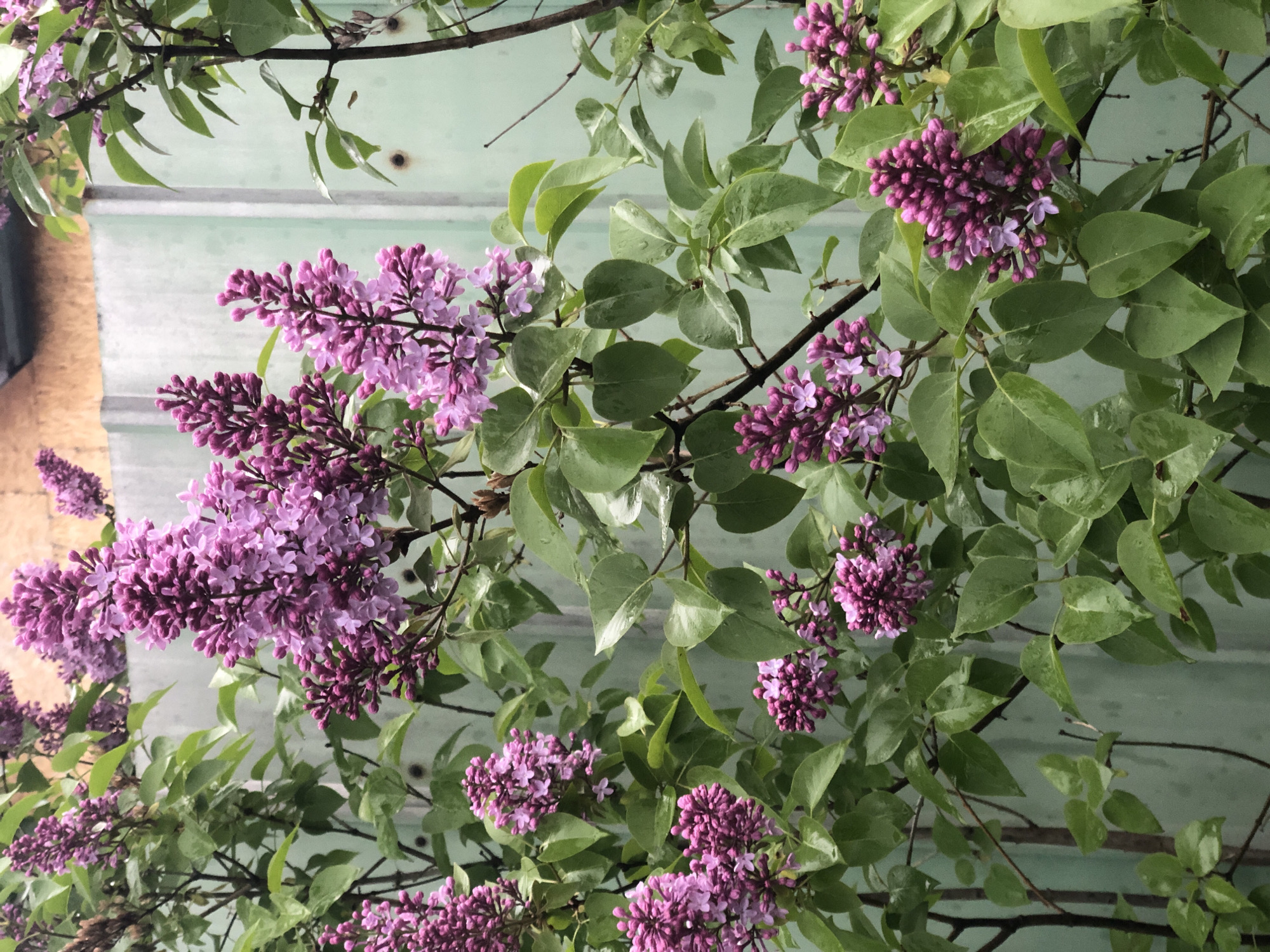 This image shows a cluster of blooming lilac bushes against a light green corrugated metal fence. The lilacs are a vibrant shade of purple and pink, with many small flowers clustered together in cone-shaped panicles. The leaves of the lilac bushes are a deep green and appear to be wet, suggesting recent rain. The fence is old and weathered, with some signs of rust and discoloration. The background is blurred, but it appears to be an outdoor setting. There are no people or animals visible in the image. The scene is likely in Ketkino, Russia, given the mention of the city.
