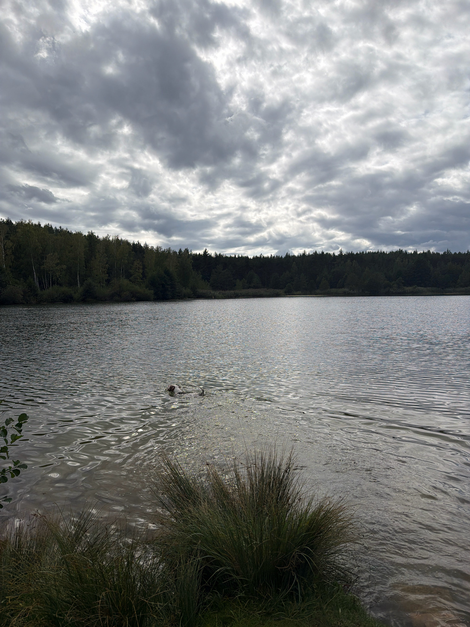 A medium shot captures a dog swimming in a lake. The dog is visible on the right side of the frame, with its head and forelegs above the water, moving from right to left. The lake's surface is rippled, reflecting the overcast sky. In the background, a dense line of trees forms the far shore, with a mix of deciduous and coniferous species. The foreground features tall grasses and reeds on a sandy bank. The sky is filled with dramatic, dark grey clouds, suggesting a stormy or heavily overcast day. The overall mood is somber and natural. There is no indication of Brunn, Germany in the image.