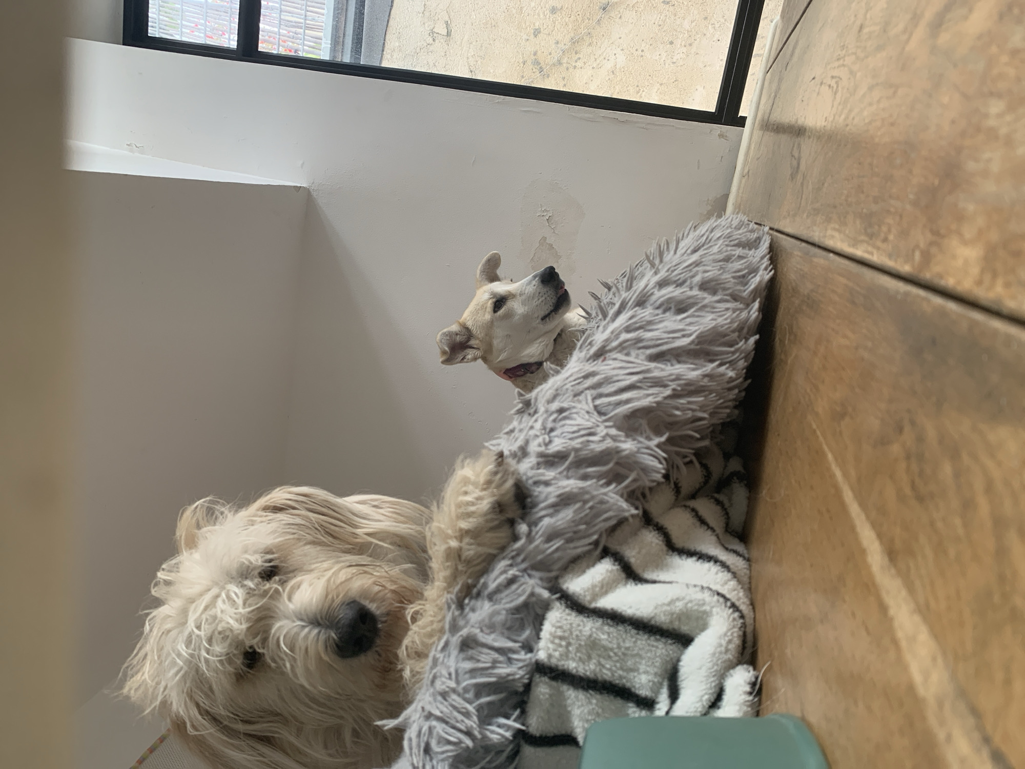The image is an indoor shot of two dogs lying on a bed. A light-colored, long-haired dog is in the foreground, partially covered by a gray, fluffy blanket. Behind it, another smaller, light-tan dog is looking up towards the top right of the frame. The dogs are on a bed covered with a striped white and black towel. The bed is placed against a wooden wall. A window with a black frame is visible at the top of the frame. The location is impossible to determine.
