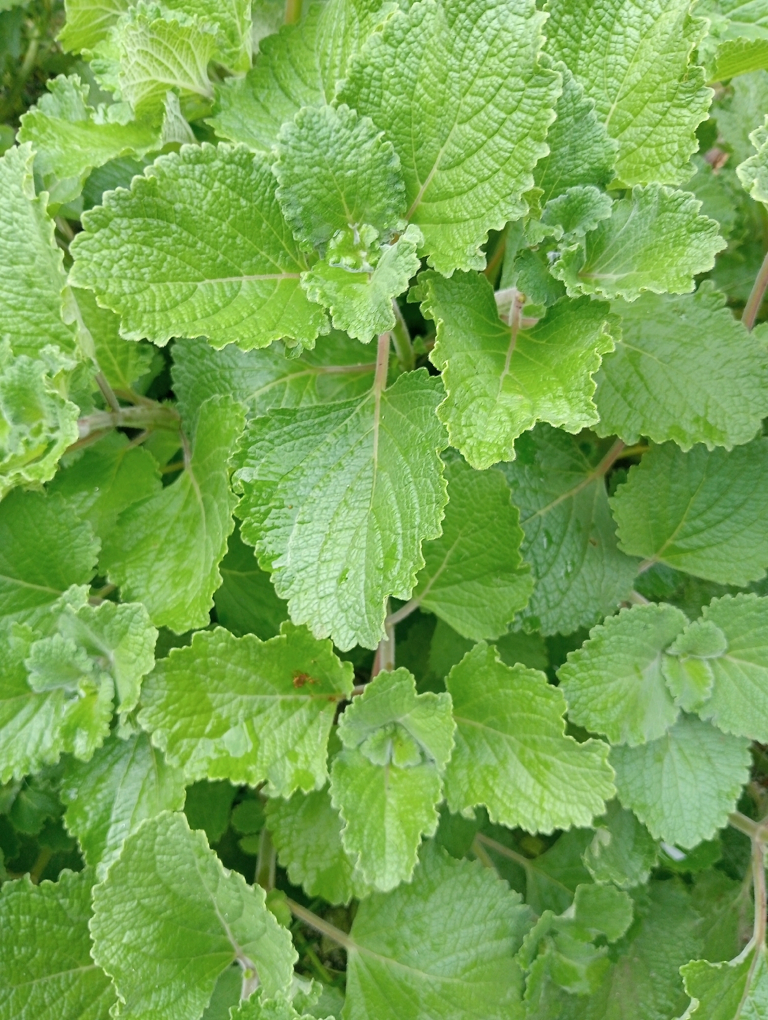 A close-up, overhead shot captures a dense cluster of vibrant green leaves, likely a plant like oregano or mint, which commonly grows in Balige, Indonesia. The leaves are textured, with visible veins and slightly serrated edges, and appear slightly damp, suggesting recent watering or dew. The plant fills the frame, with some stems visible. The lighting is bright, highlighting the lushness of the foliage. The background is a blur of darker green, indicating more of the same plant or surrounding vegetation. There are no people or animals present.