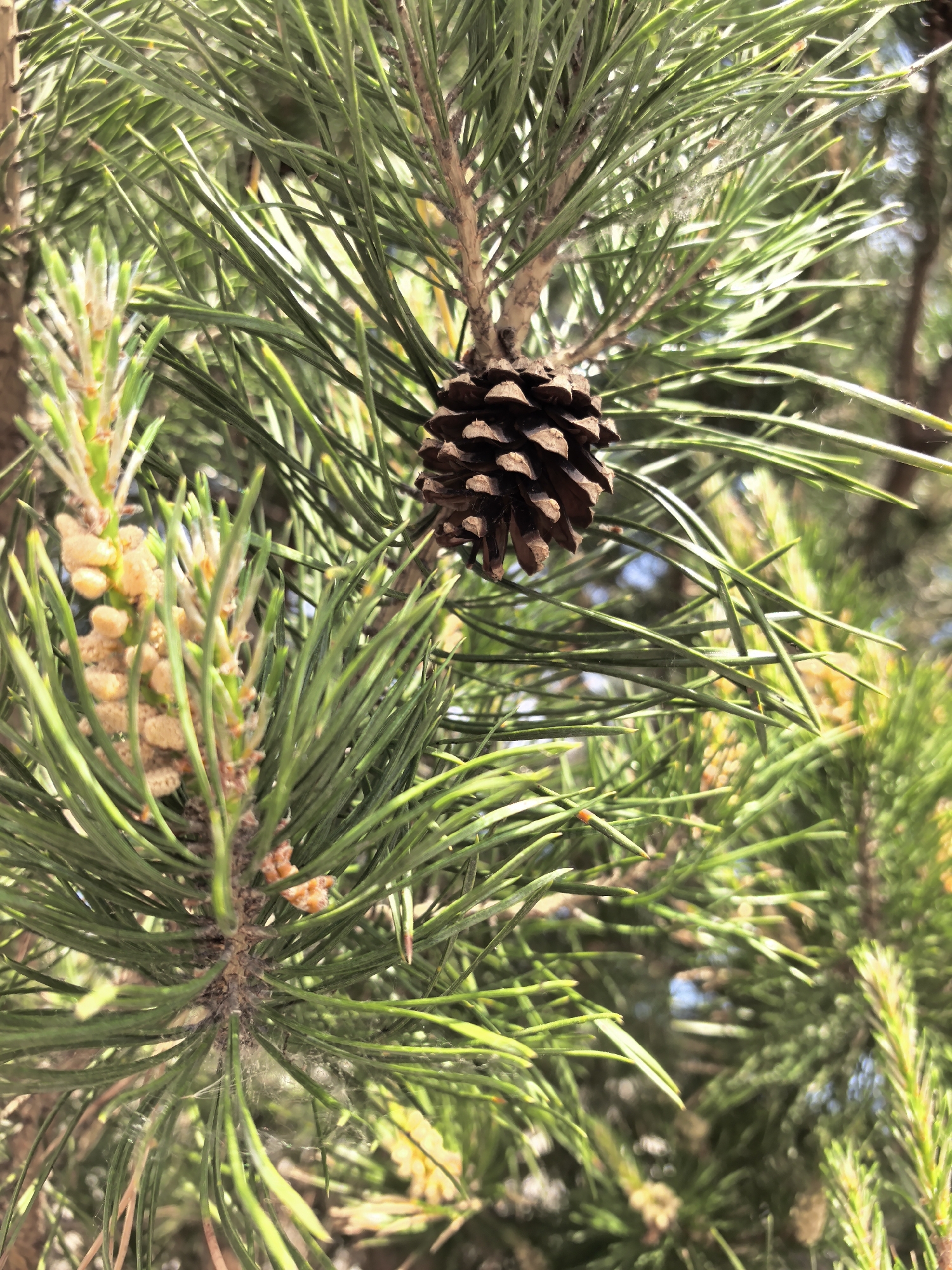The image shows a close-up of a pine tree branch with a pine cone hanging from it. The needles are green and sharp. There are also yellow, flower-like buds growing on the branch. The background is blurred, but some sky is visible. The location is stated to be Фролы, Russia. There are no people visible in the image.