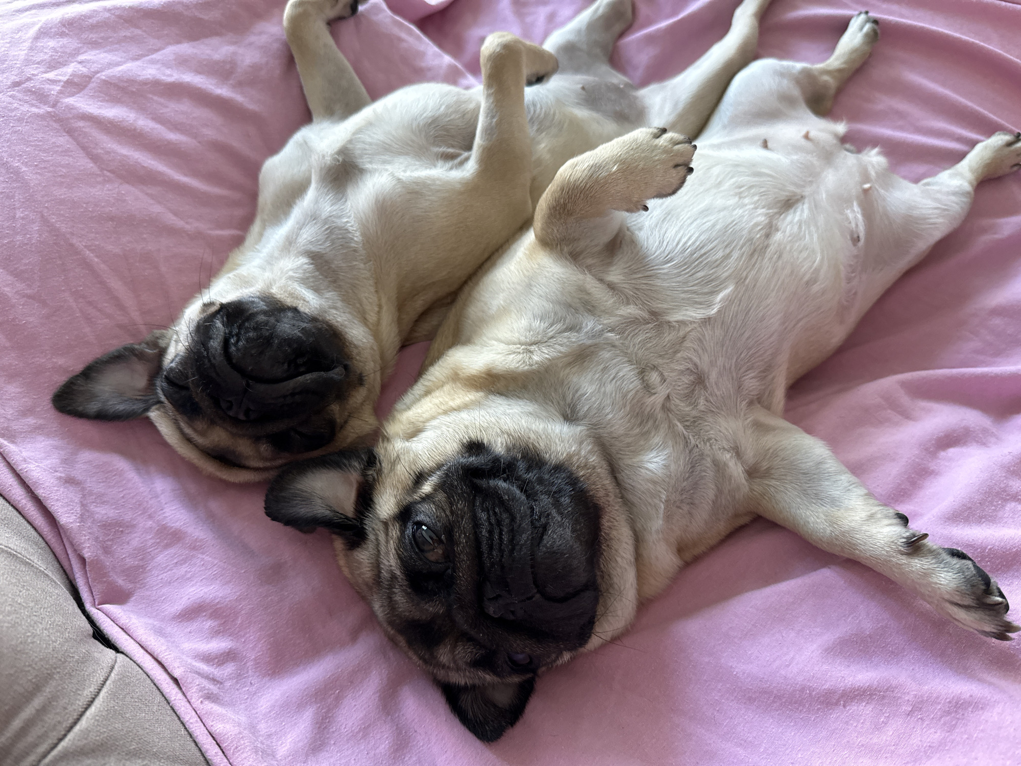 Two pugs are lying on a pink blanket. One pug is in the foreground, facing the camera with its eyes open. The other pug is behind it, facing away from the camera, with its head tilted back. The pugs appear to be resting or sleeping. The blanket is draped over an unseen surface, and a portion of a gray sofa is visible in the upper left corner of the image.