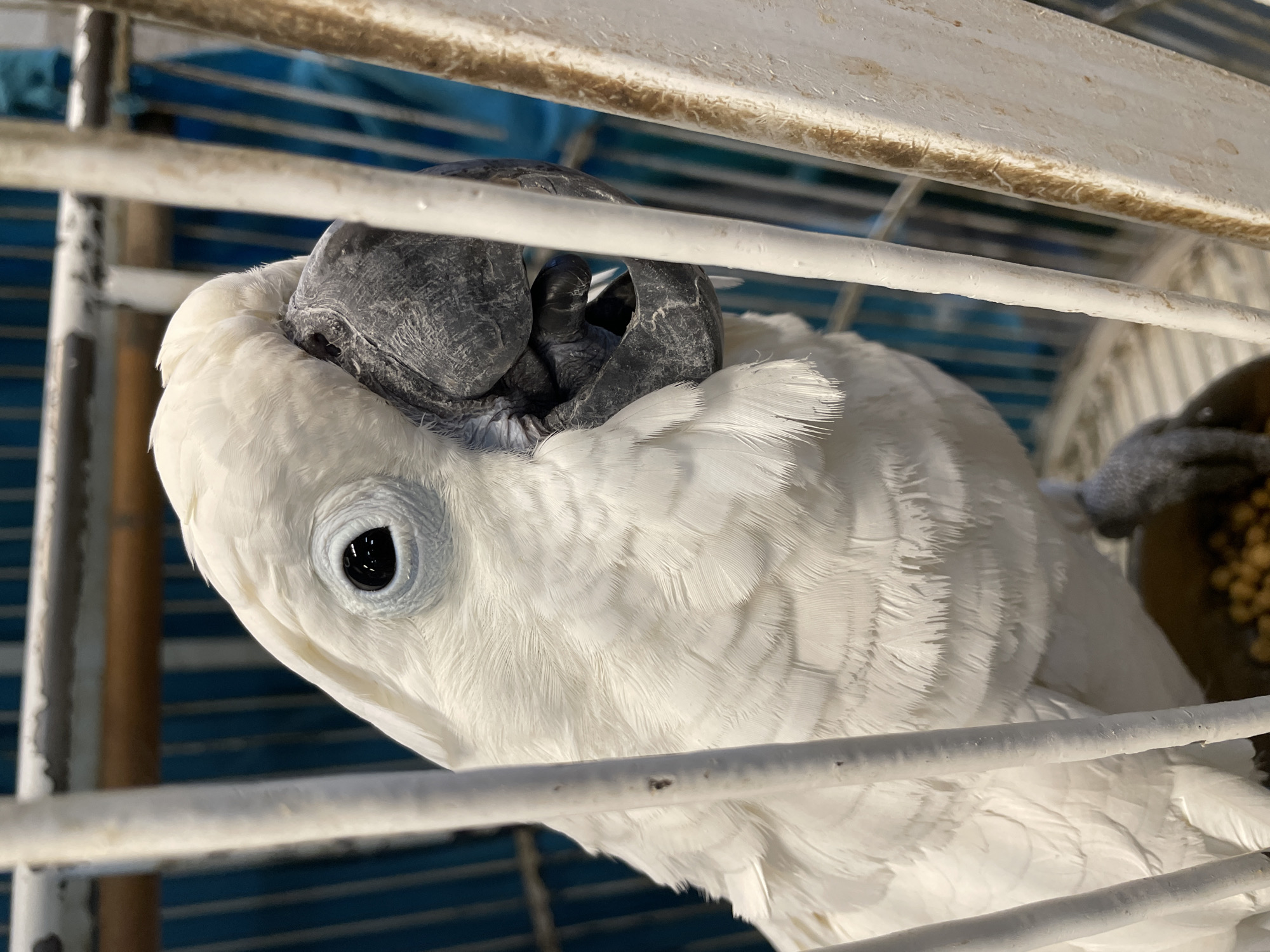 A close-up, eye-level, medium shot captures a white cockatoo inside a white metal cage. The bird's head is turned to the right, with its black eye visible and looking forward. Its large, grey beak is slightly open, revealing the tongue. The bird's white feathers are soft and fluffy. The cage bars are thick and white, with some brown staining on the right side. The background is blurred, with vertical blue stripes and a hint of a wooden perch above. A small brown food dish is visible at the bottom of the cage. The lighting is natural, coming from the front and right of the bird. The image was taken in an unknown location in Unknown, Unknown.
