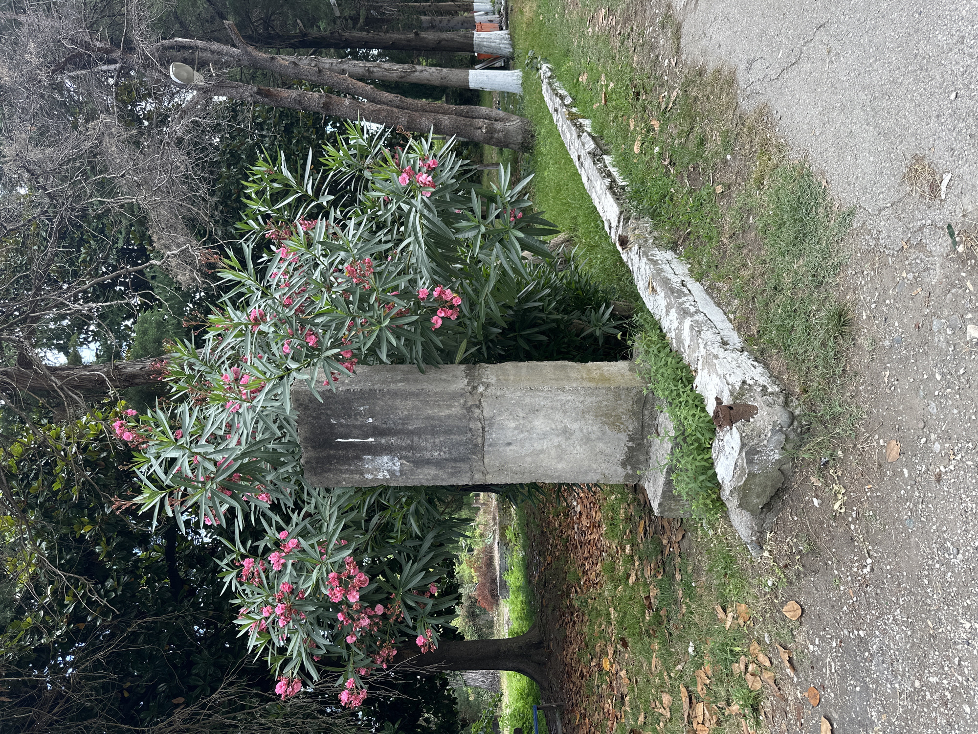 This is a medium shot, eye-level, outdoor photograph taken on a cloudy day. The central subject is a large oleander bush in bloom with vibrant pink flowers. To the left of the bush is a thick tree trunk. In front of the bush and slightly to its right is a weathered, rectangular concrete post. A low, white-capped concrete barrier runs from the base of the post diagonally towards the right edge of the frame. Beyond the barrier, a paved road is visible. The ground is covered with dry leaves and patchy green grass. In the background, a line of trees with whitewashed bases is visible along the road, suggesting a park or roadside setting. The location is identified as Amzara, Abkhazia.