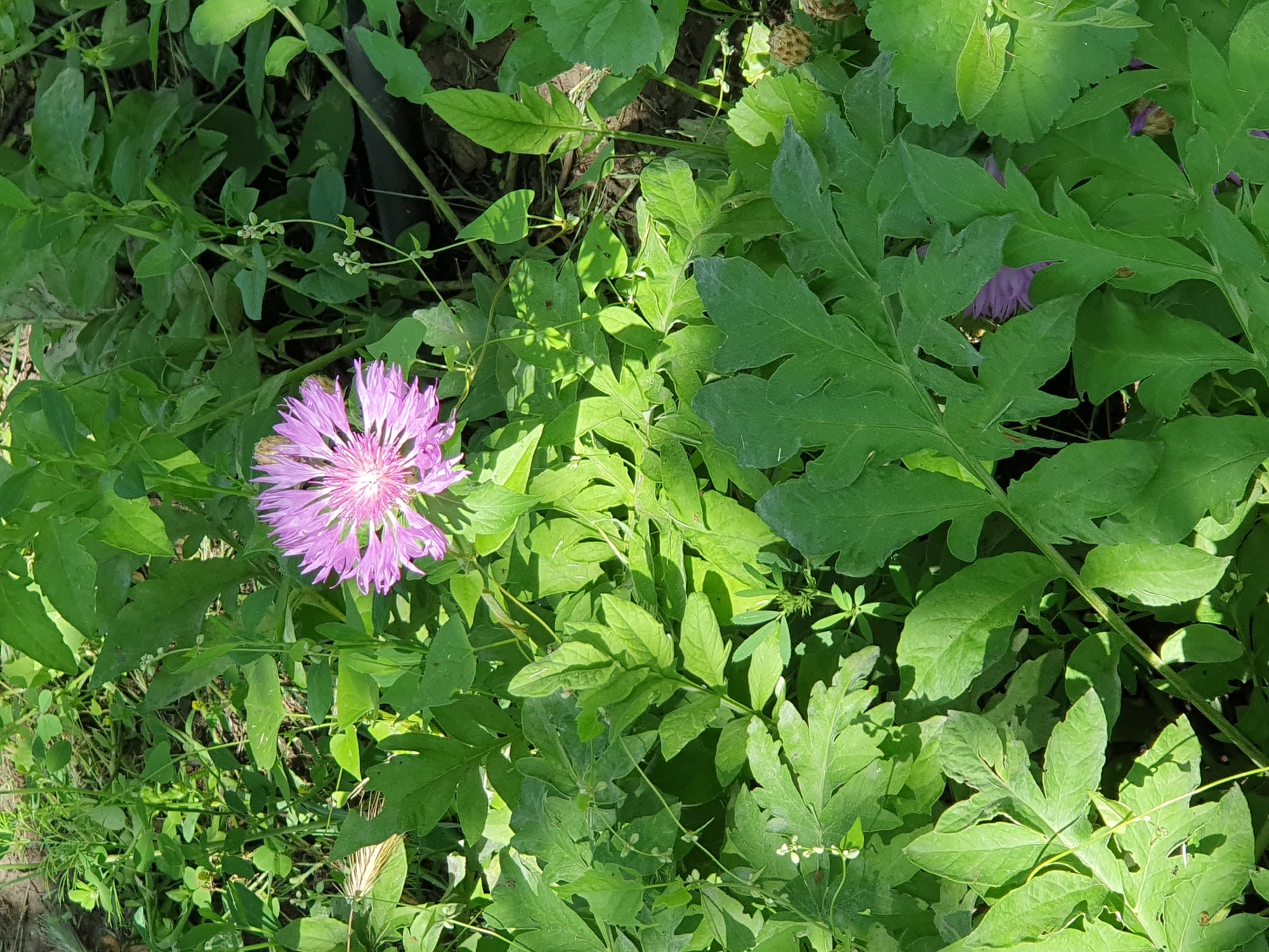 The image captures a close-up view of a vibrant purple thistle-like flower blooming amidst lush green foliage. The flower, with its delicate, spiky petals, is the focal point, bathed in natural sunlight. The surrounding leaves are varied in shape and size, some broad and deeply lobed, others smaller and more delicate. Interspersed with the greenery are thin, winding stems and small, unopened buds. The ground beneath is a mix of dark soil and dry vegetation. The scene appears to be an outdoor setting, possibly a garden or a natural clearing, located in Novoivanivka, Ukraine. There are no people or animals visible in the image. The overall impression is one of natural beauty and growth.