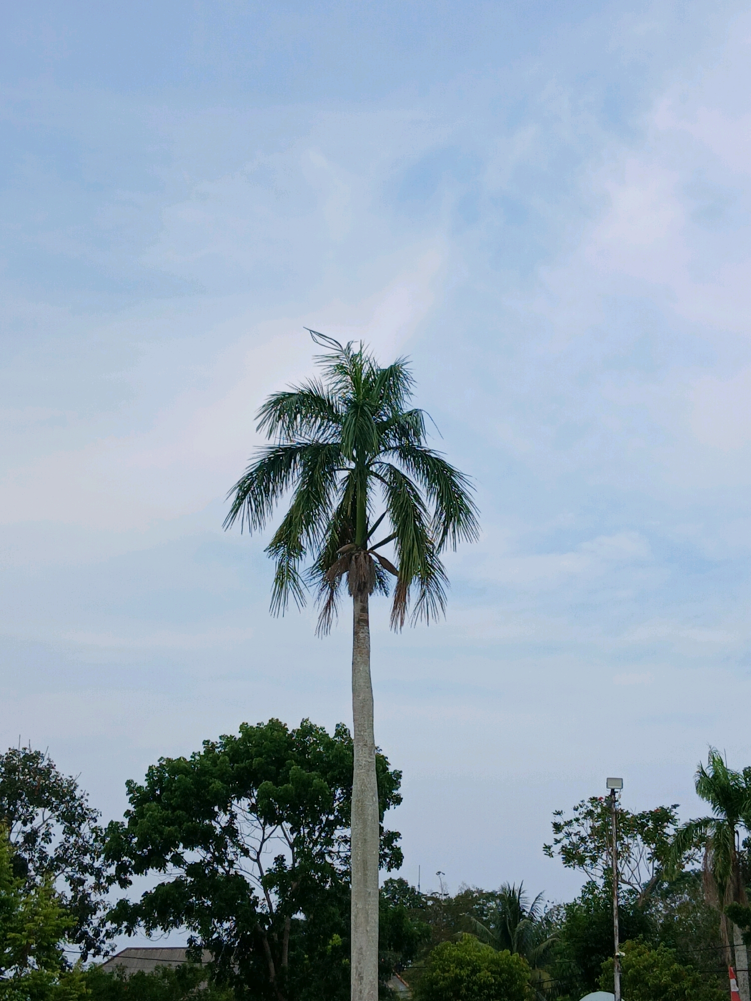 A tall, slender palm tree dominates the center of the frame, its feathery fronds reaching towards a pale blue sky with wispy white clouds. The tree's trunk is light gray and textured, devoid of any visible markings or features. Behind the palm, a line of lush green trees forms a dense canopy. To the right of the palm, a slender utility pole with a single light fixture stands tall amidst the foliage. In the foreground, a sliver of a building's roof is visible, a dark gray structure peeking out from beneath the trees, suggesting an urban or semi-urban environment. The overall impression is a serene, natural landscape set against a partly cloudy sky. This scene is likely located in Pangkalpinang, Indonesia, a city known for its tropical climate and abundant palm trees.