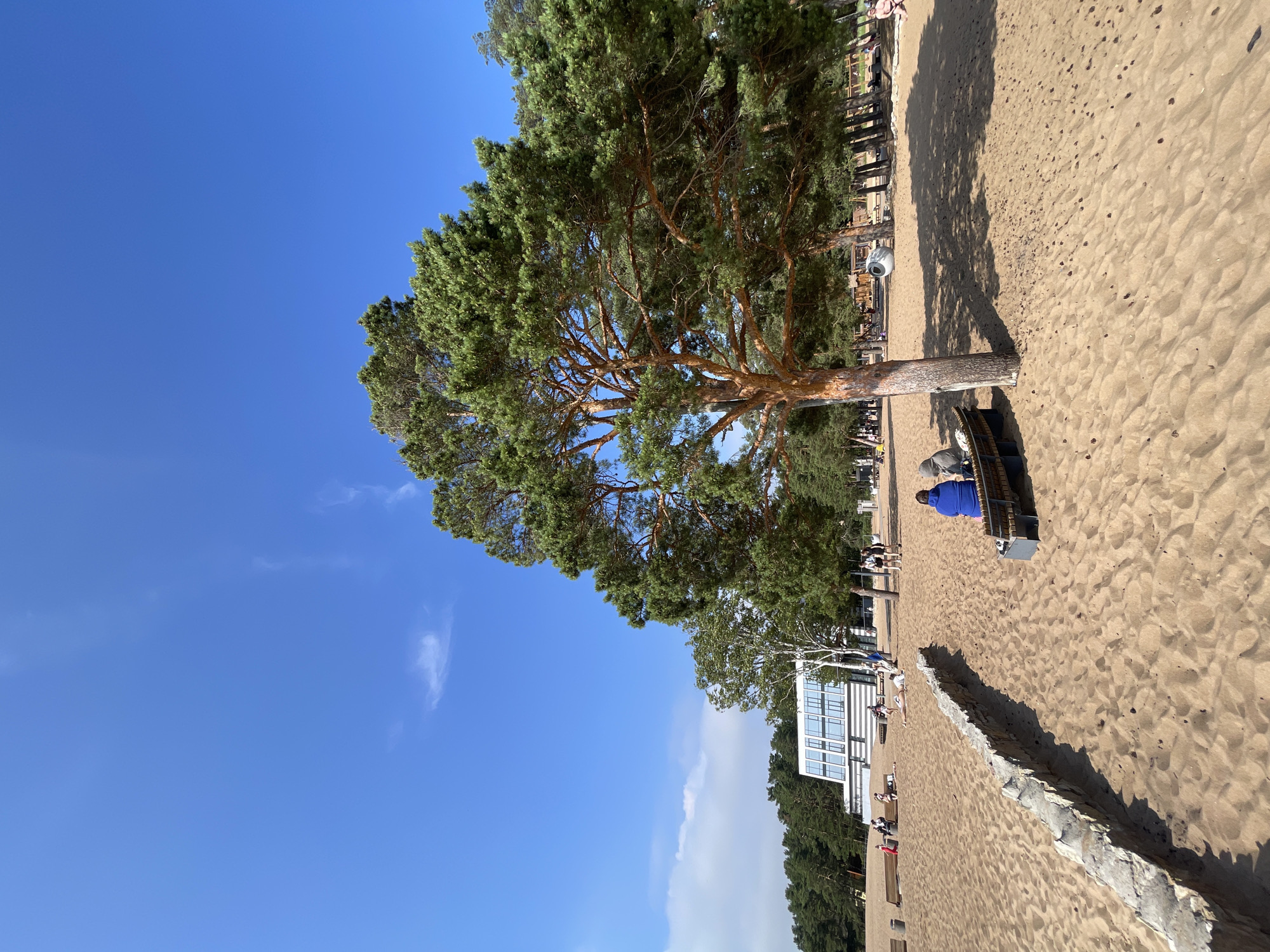 The image depicts a sunny day on a sandy beach in Solnechnoye, Russia. The foreground is dominated by a sandy beach with tire tracks and small dark spots scattered across the sand. A low, rough-hewn stone wall runs diagonally across the left side of the frame. In the middle ground, a large pine tree with a thick, orange-brown trunk stands prominently, casting a shadow on the sand. To the right of the pine tree, a group of people are seated on a wooden bench. Further in the background, a modern white building with large windows is visible, surrounded by trees. A few other people are scattered across the beach, some sitting on benches, others walking or lying down. The sky is a clear blue with a few wispy clouds. The scene suggests a recreational area, likely a beach park or resort, given the presence of amenities like benches and a substantial building.