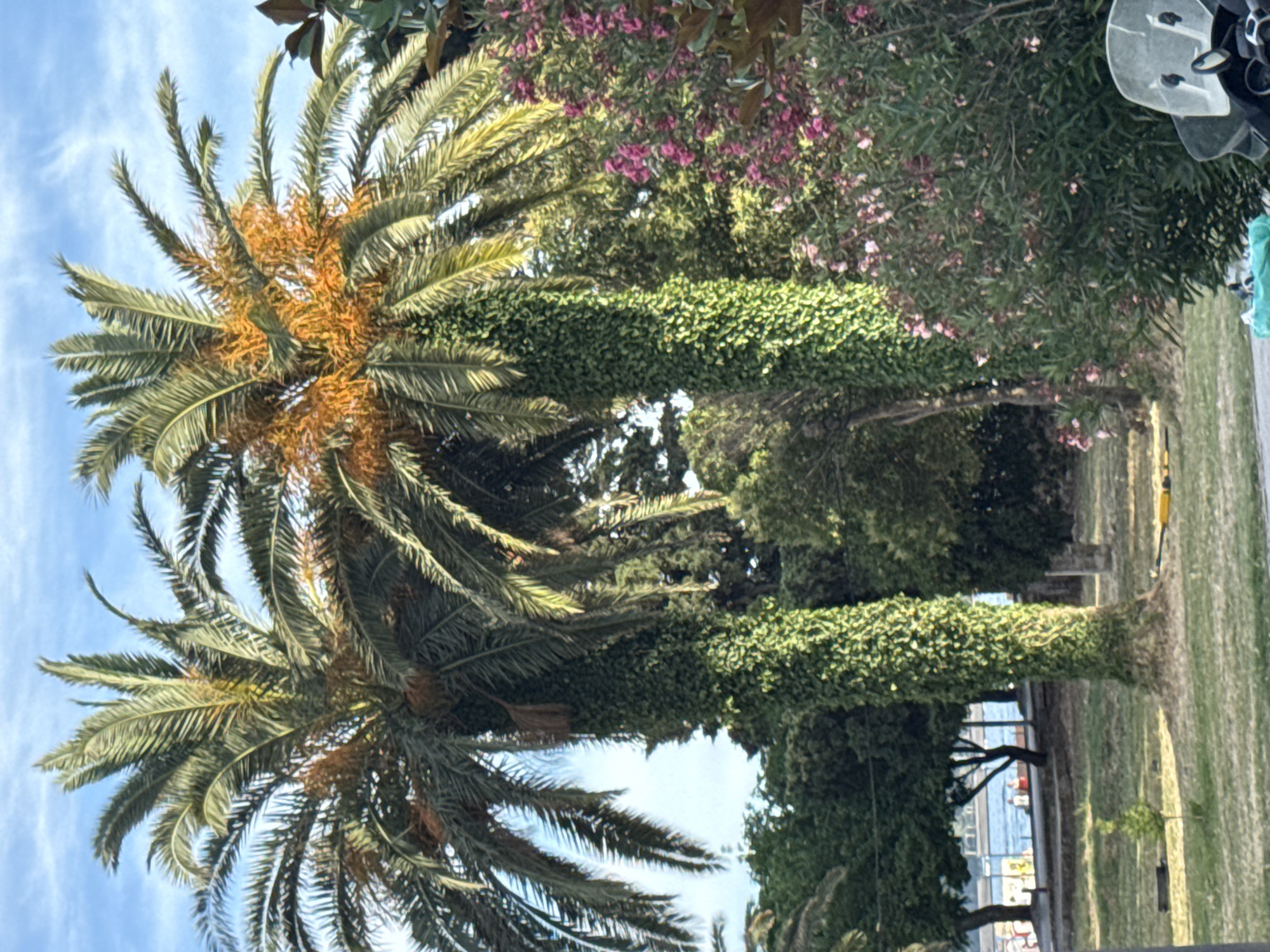Two tall palm trees, their trunks covered in dense green ivy, stand prominently in the foreground. The palm fronds above are lush and green, with clusters of orange fruit visible on the rightmost palm. To the right of the palm trees, a bush with vibrant pink flowers adds a splash of color to the scene. In the background, a body of water, likely the Adriatic Sea, is visible, with a distant promenade lined with trees and a few people. The sky above is a clear blue with scattered white clouds. The scene appears to be a park or a public garden in Budva, Montenegro, given the characteristic palm trees and coastal setting. A motorcycle windshield is partially visible in the lower right corner, suggesting the presence of a vehicle.
